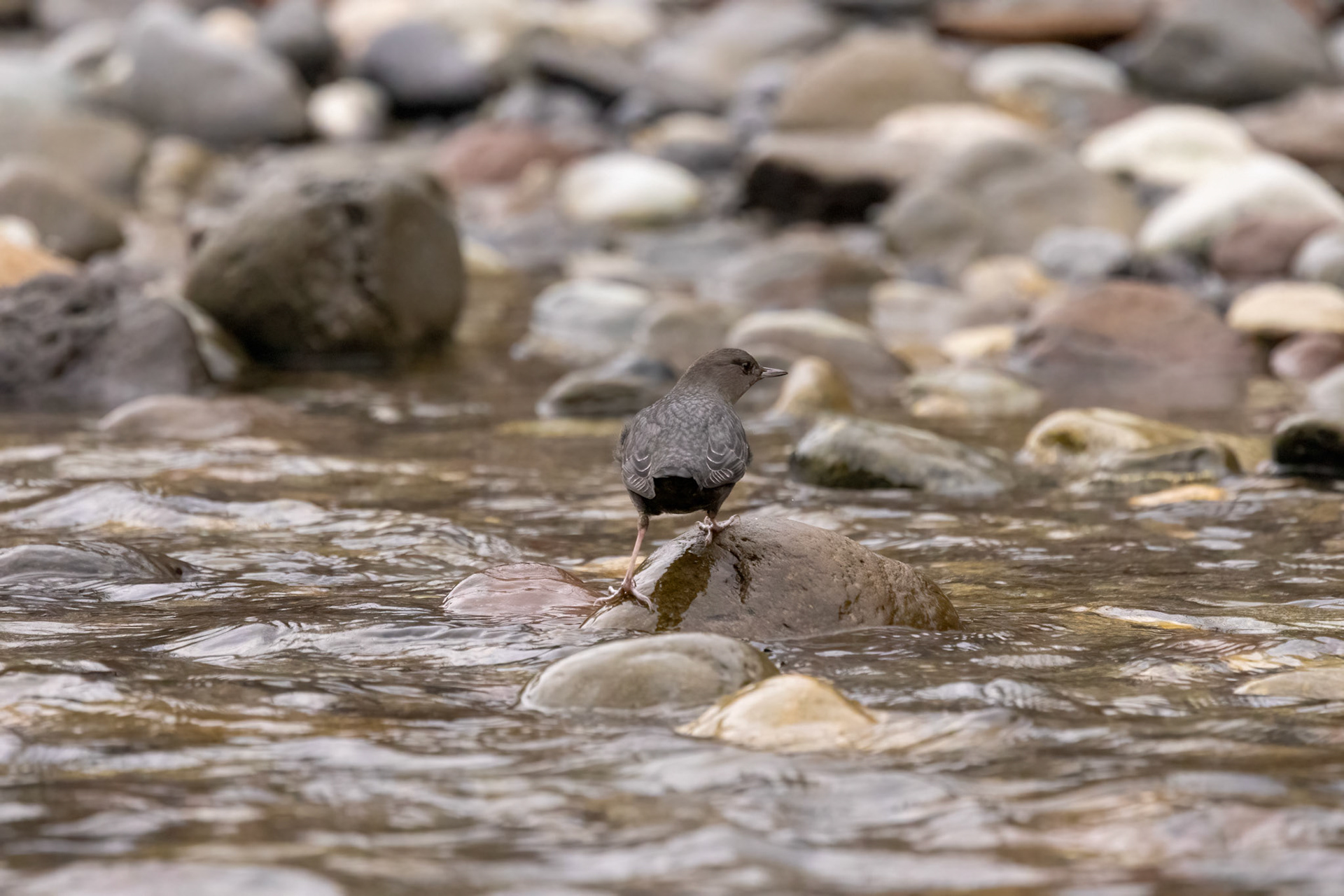 American Dipper prepping to dive