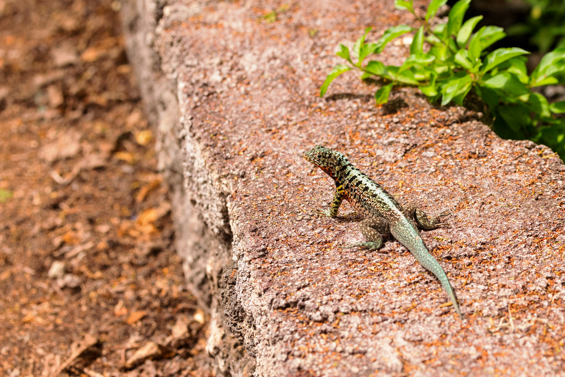Lava Lizard (M)