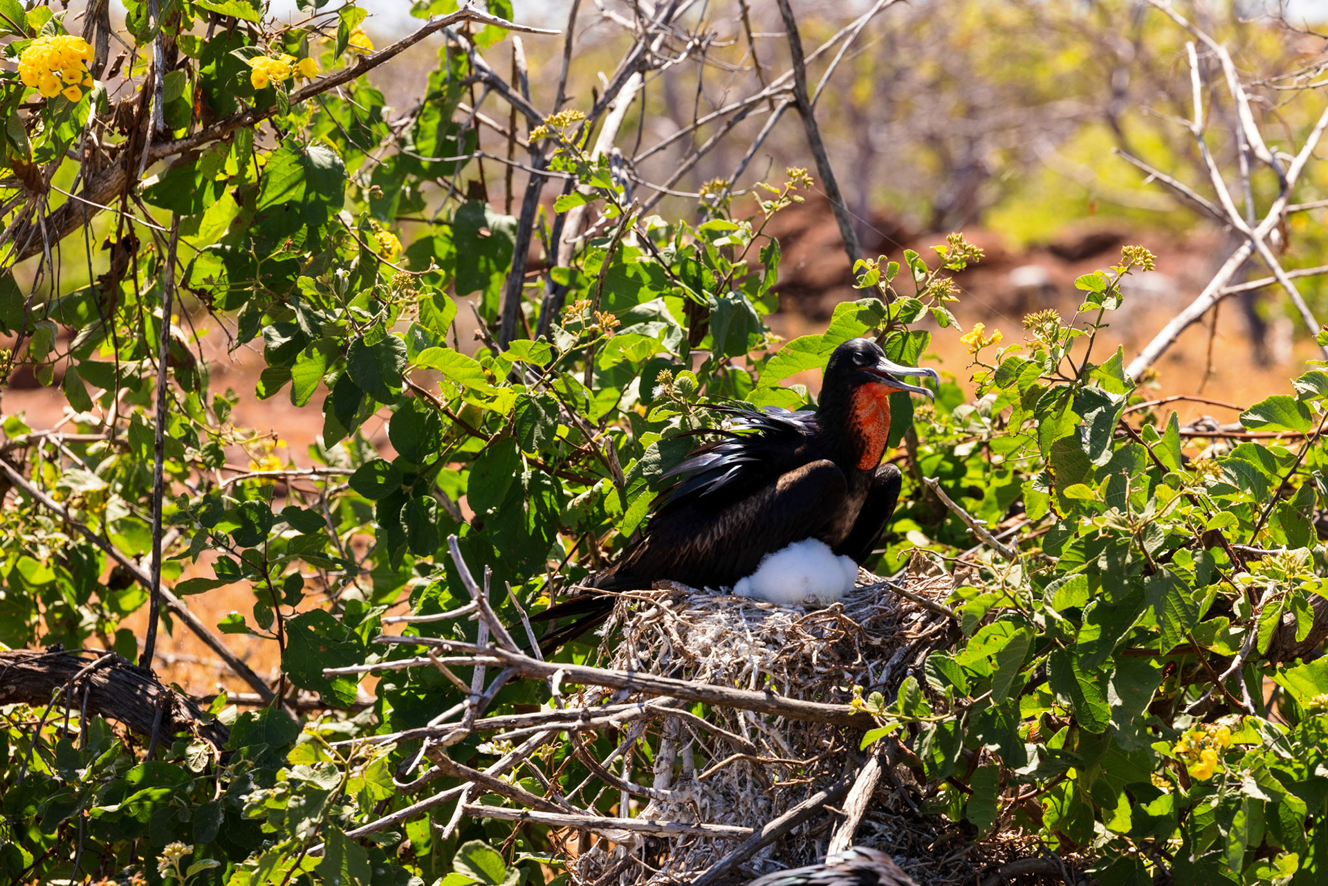 Magnificent Frigatebird