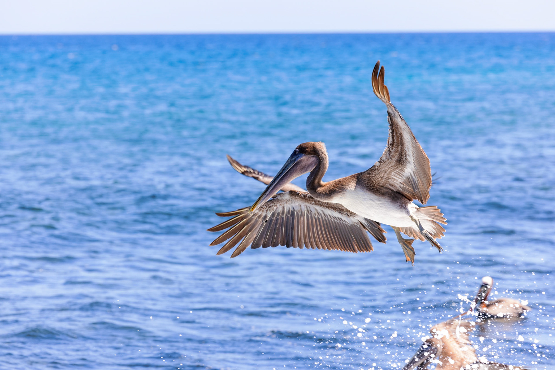 Brown Pelican (Juvenile)