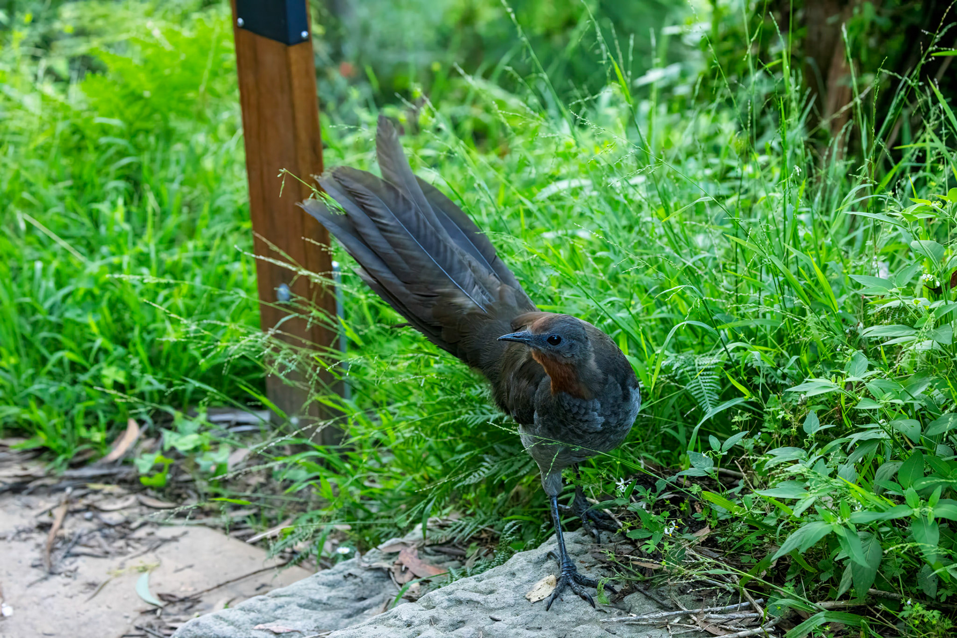 Superb Lyrebird