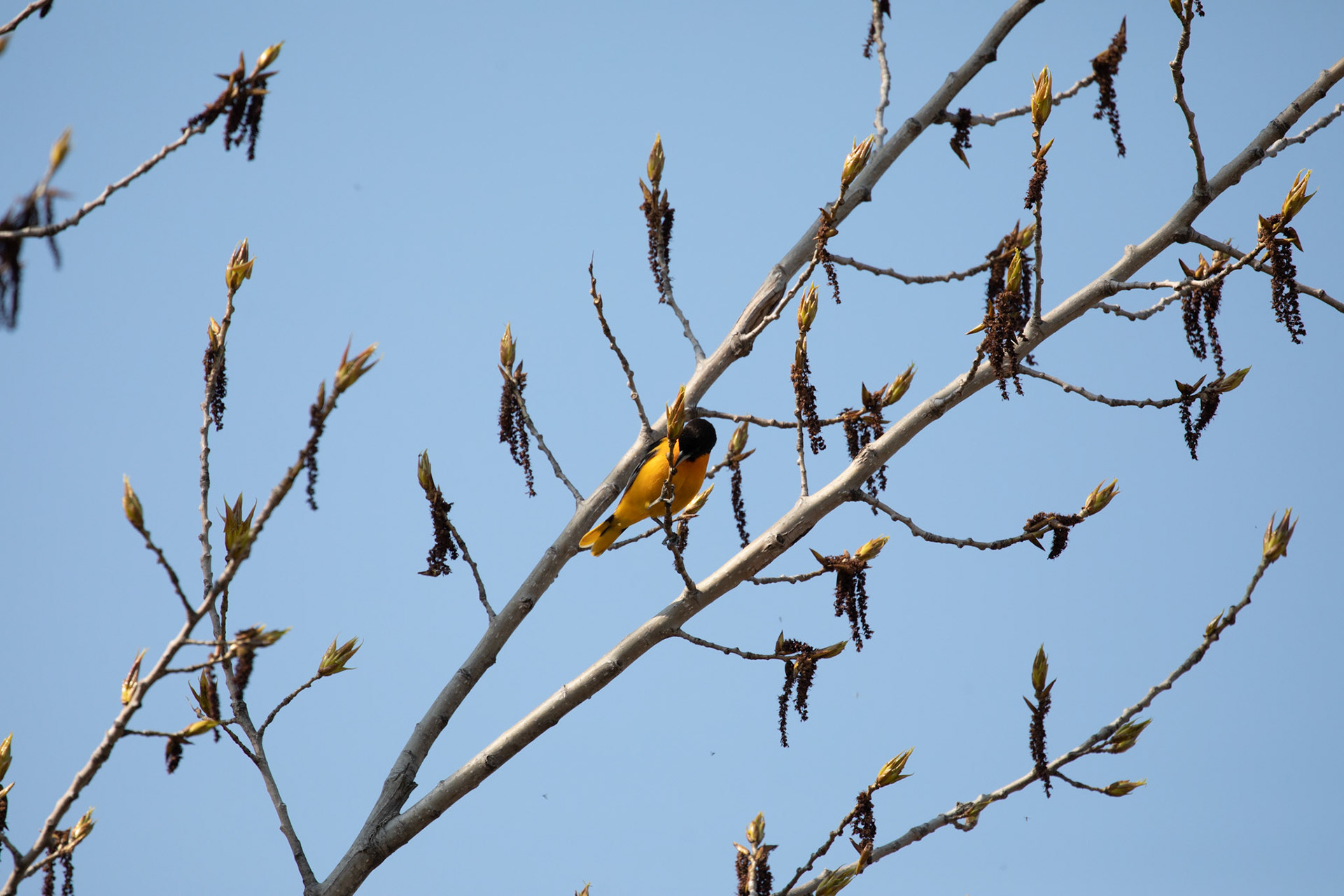 Baltimore Oriole (M)