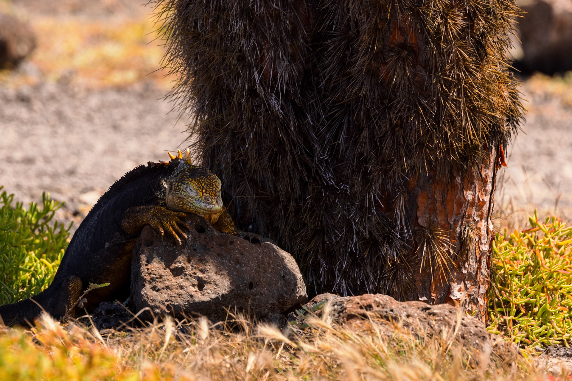 Land Iguana