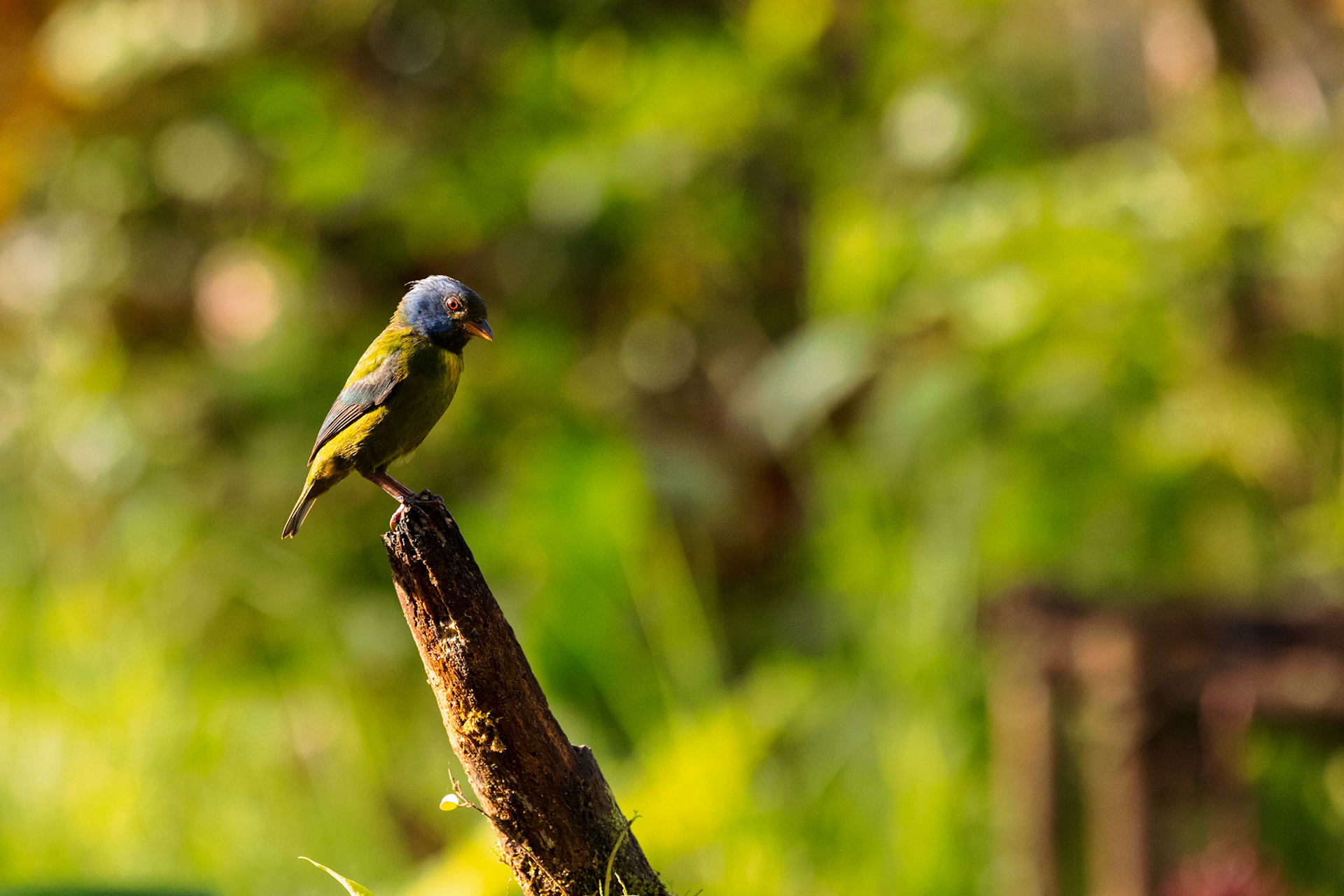Moss-backed Tanager