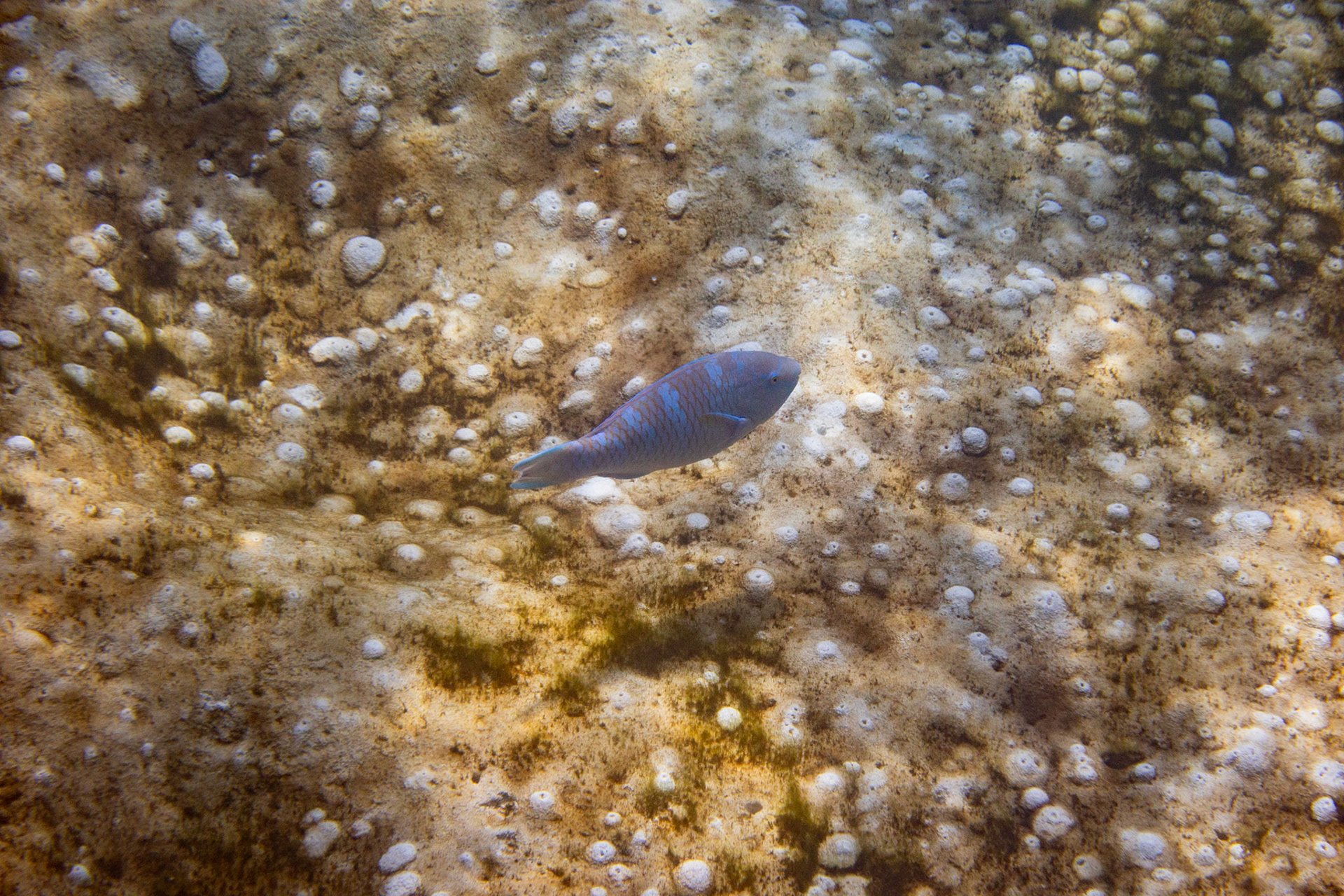 Blue-Barred Parrotfish