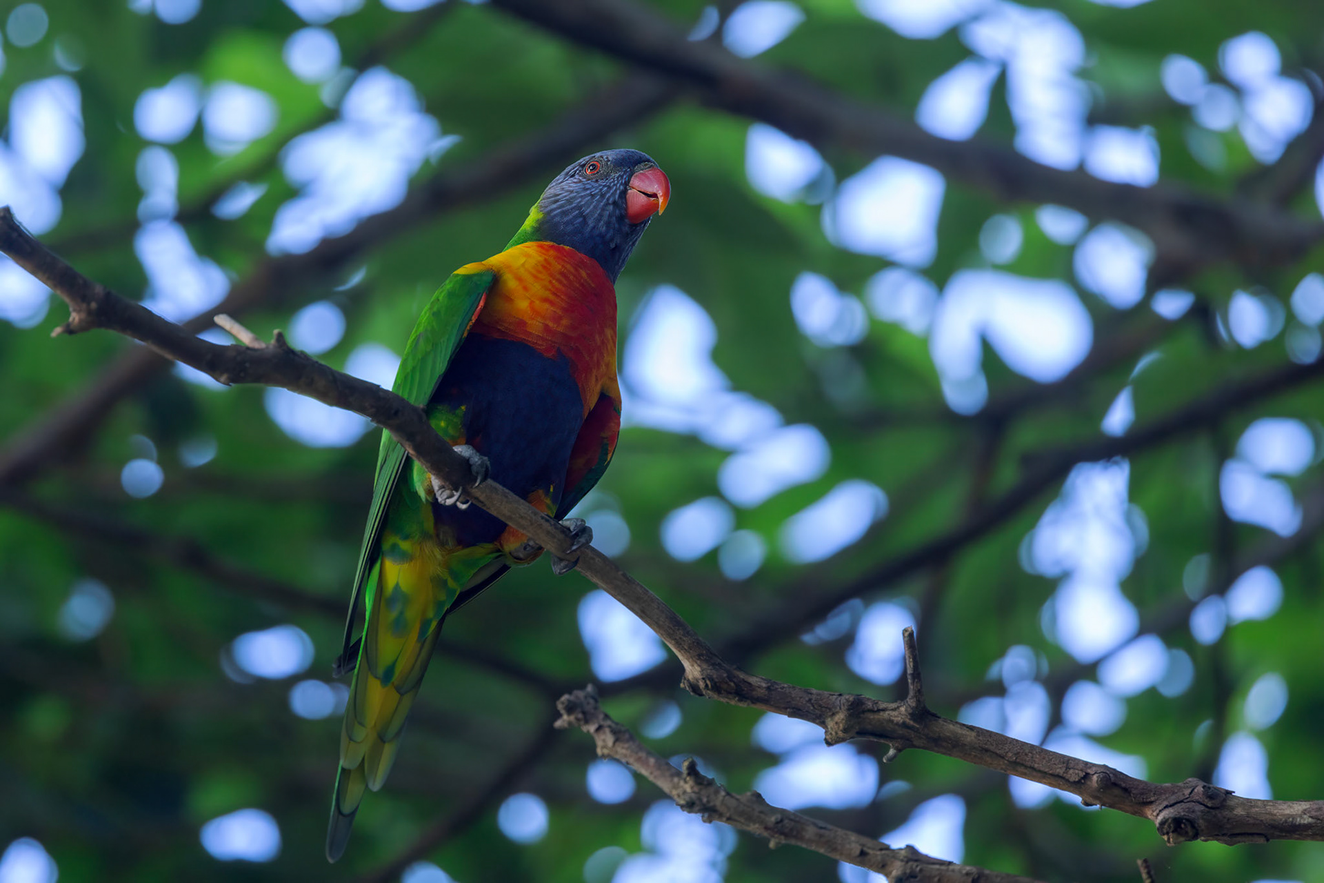 Rainbow Lorikeet