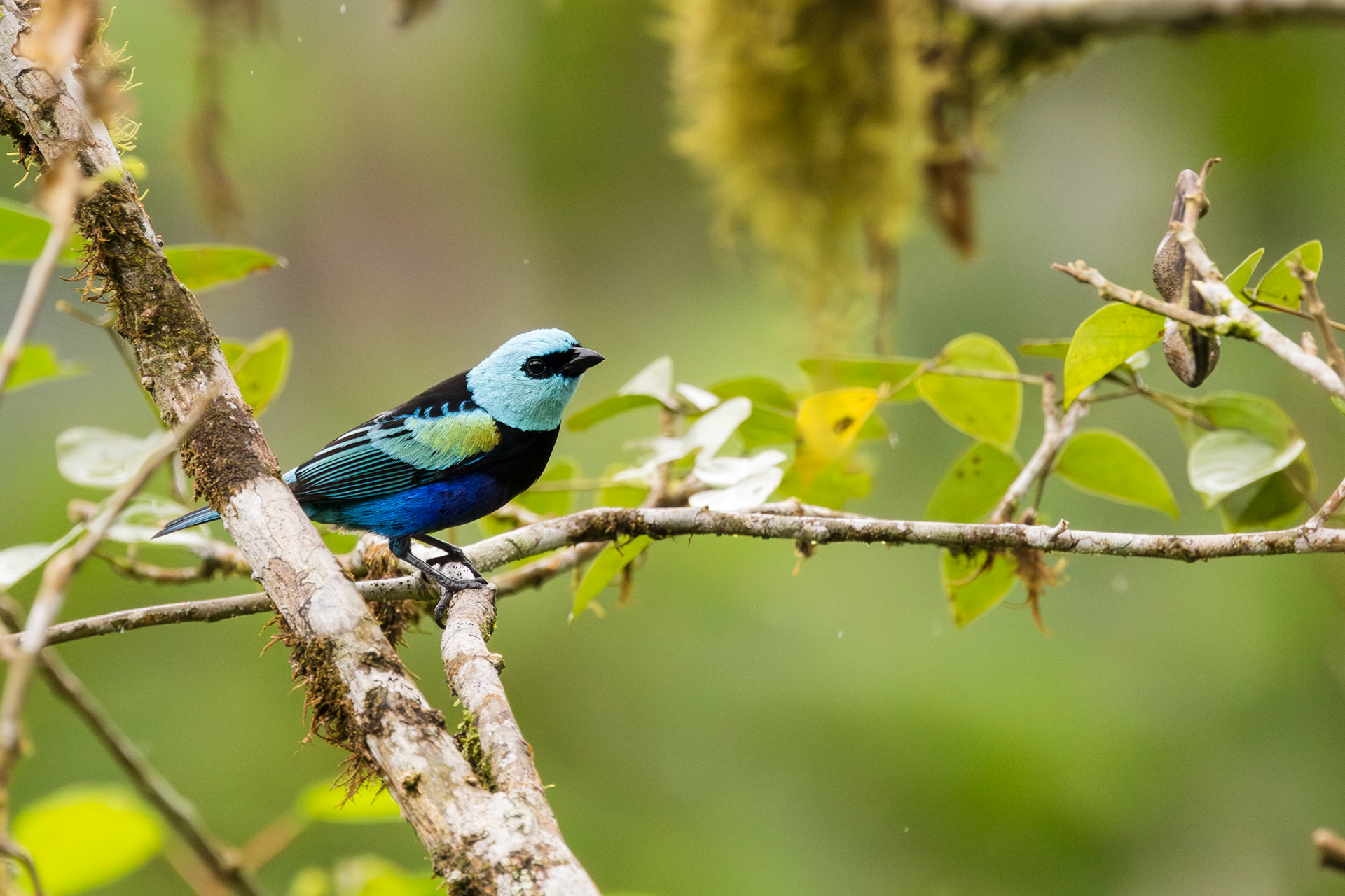 Blue-necked Tanager