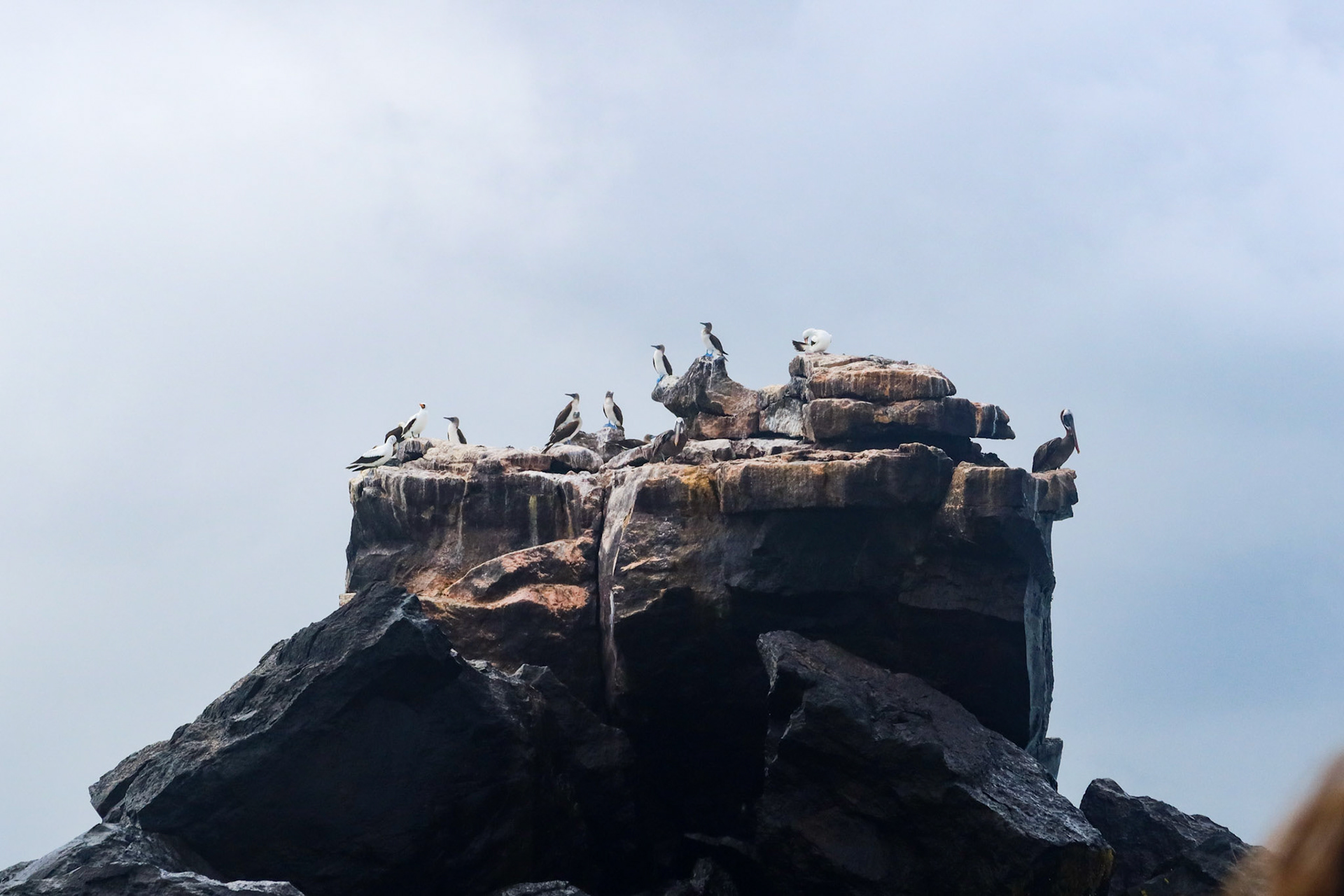 Nazca Boobies