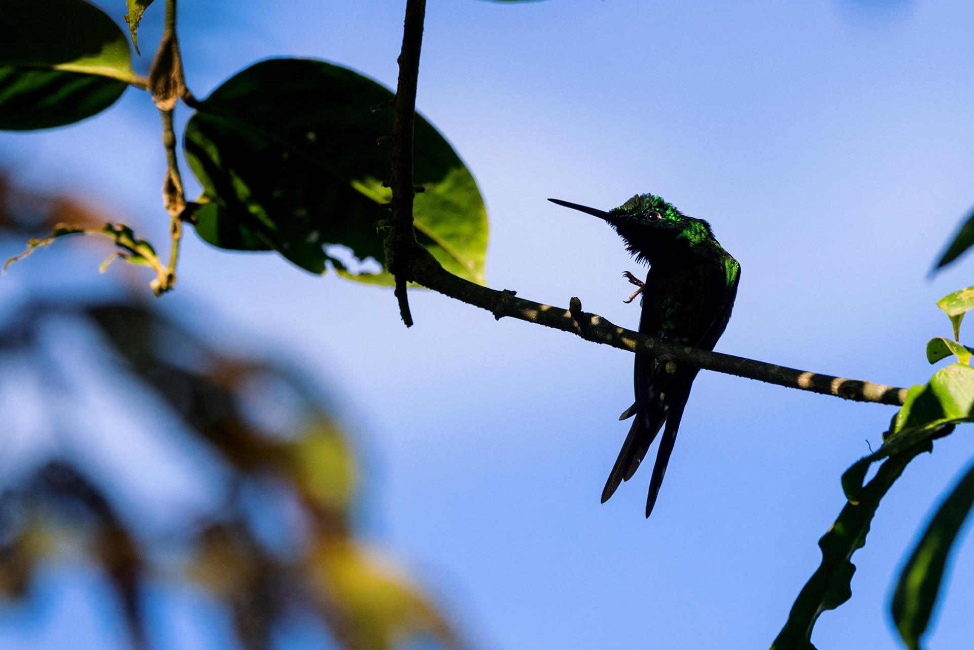 Green-crowned Brilliant