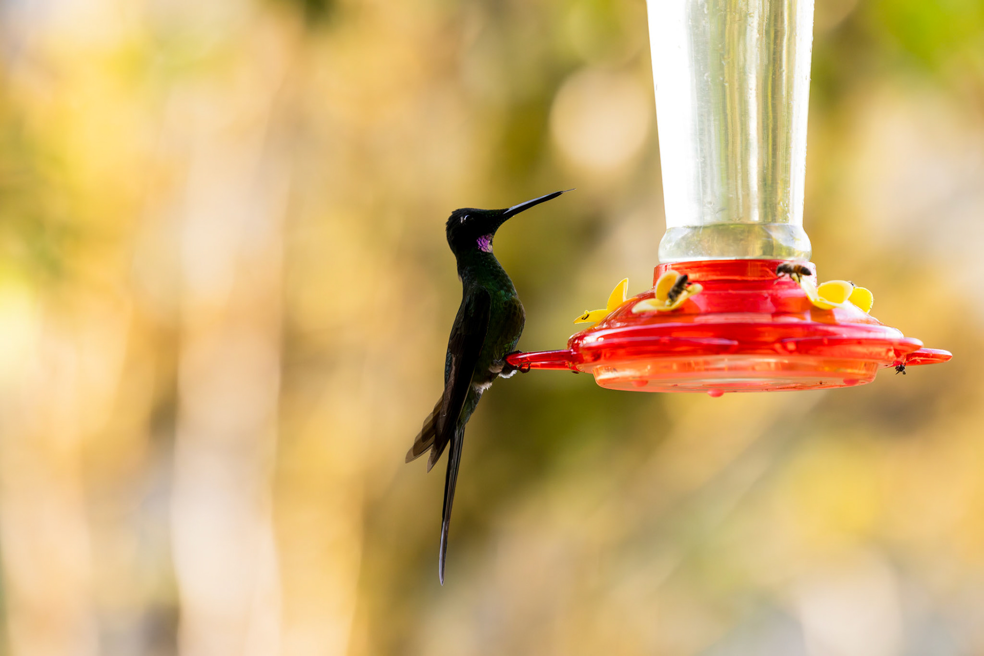 Velvet-purple Coronet