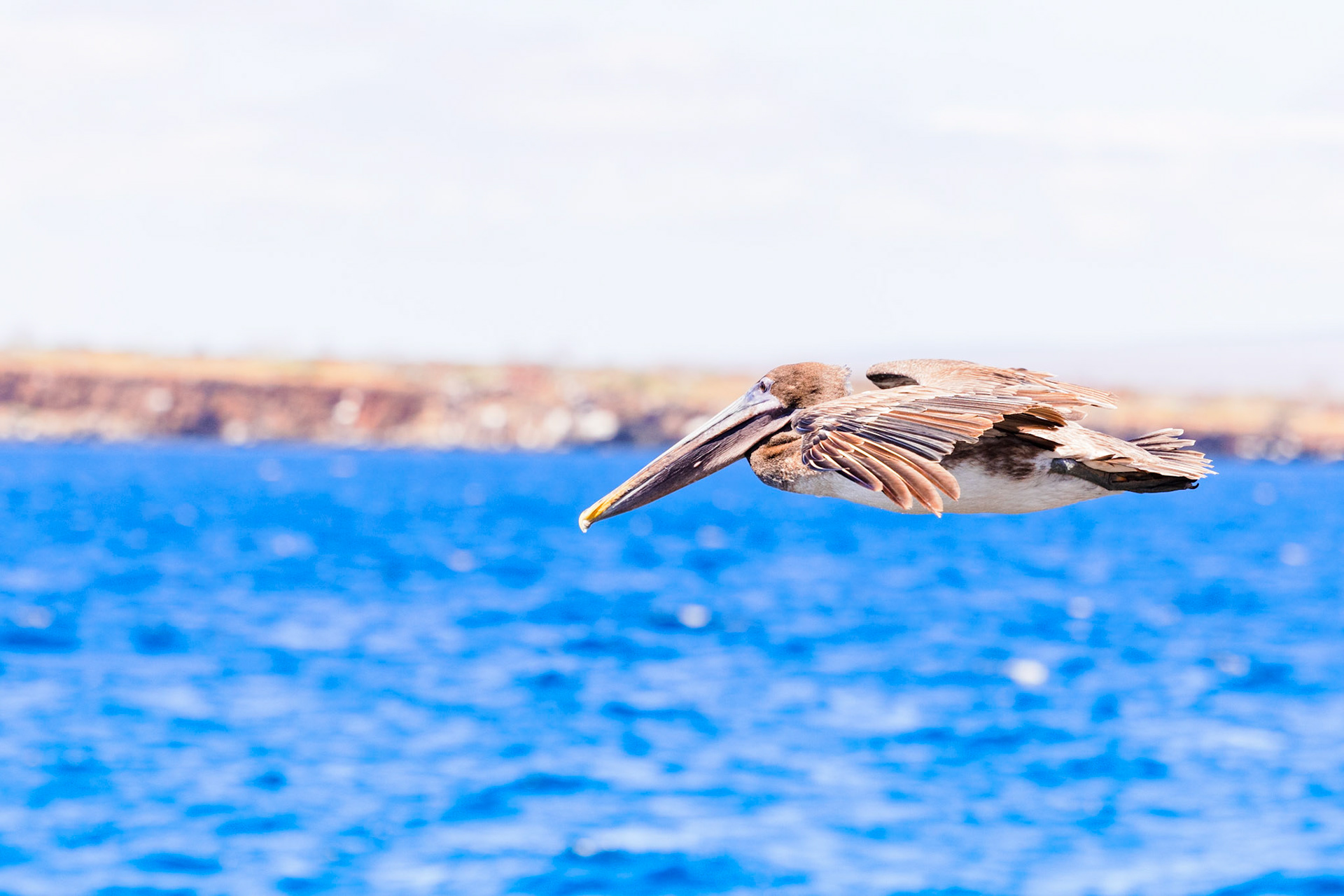 Brown Pelican (Juvenile)