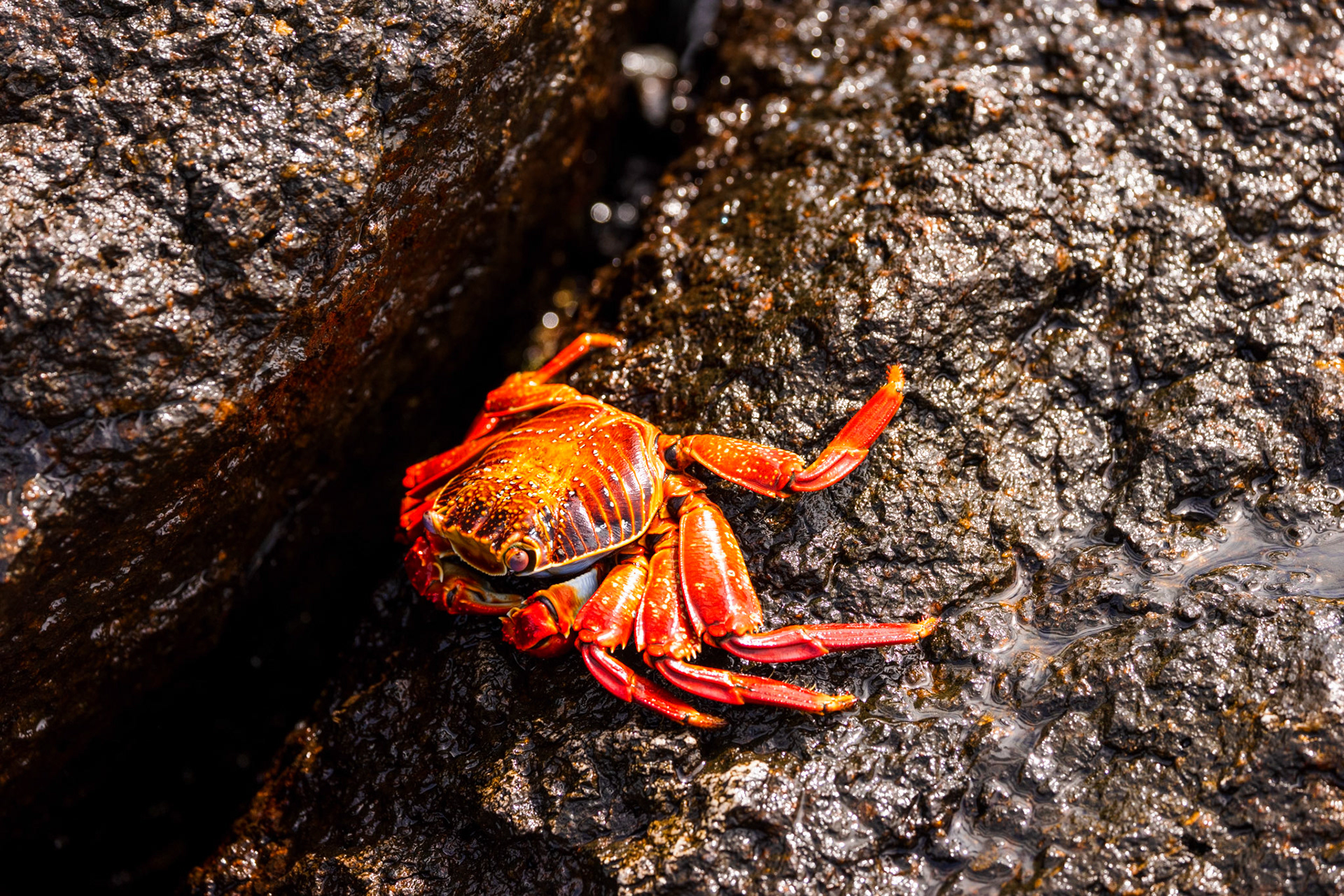 Sally Lightfoot Crab