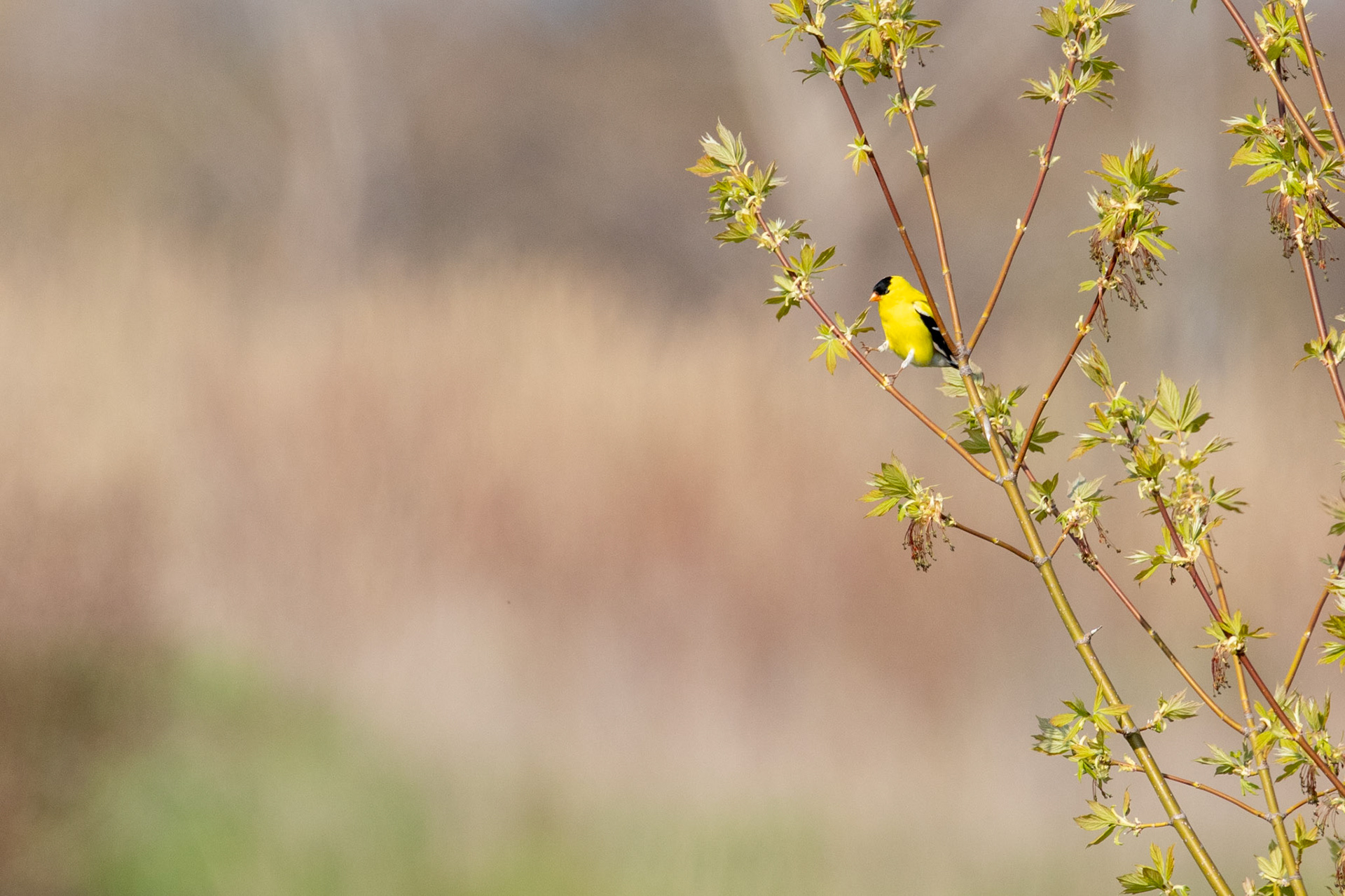 American Goldfinch (M)
