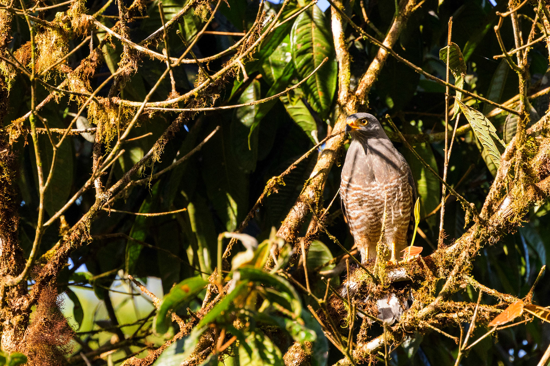 Northern Roadside Hawk