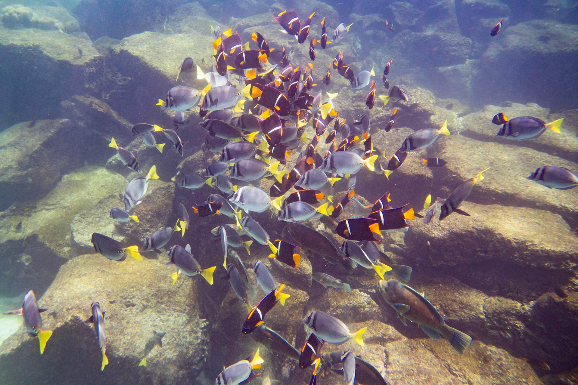 King Angelfish & Yellowtail Surgeonfish