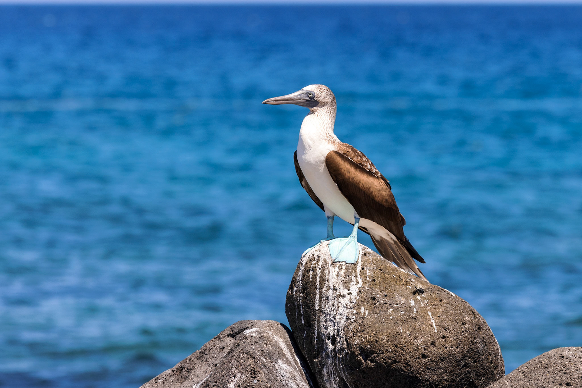 Blue-footed Booby