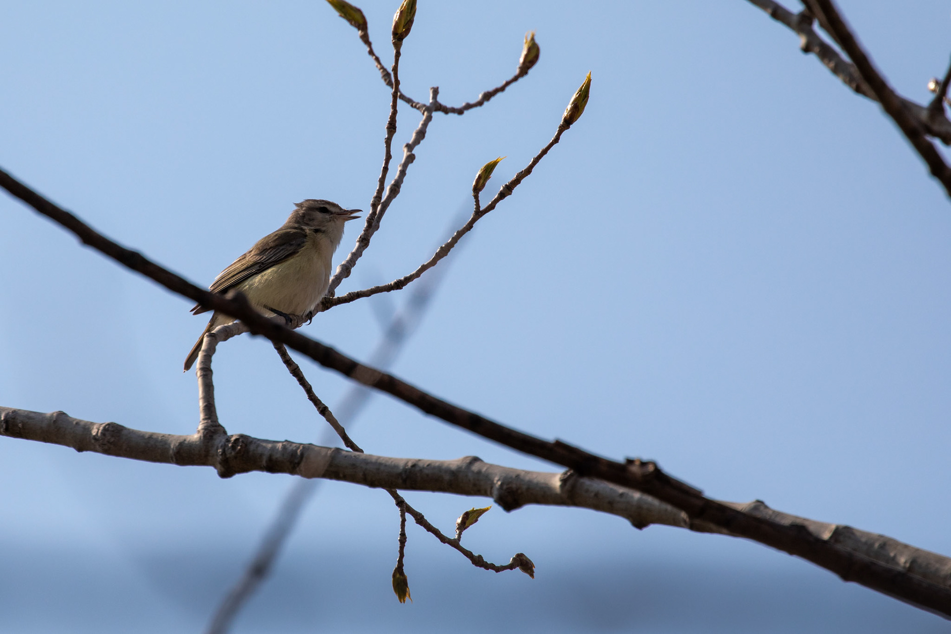 Philadelphia Vireo