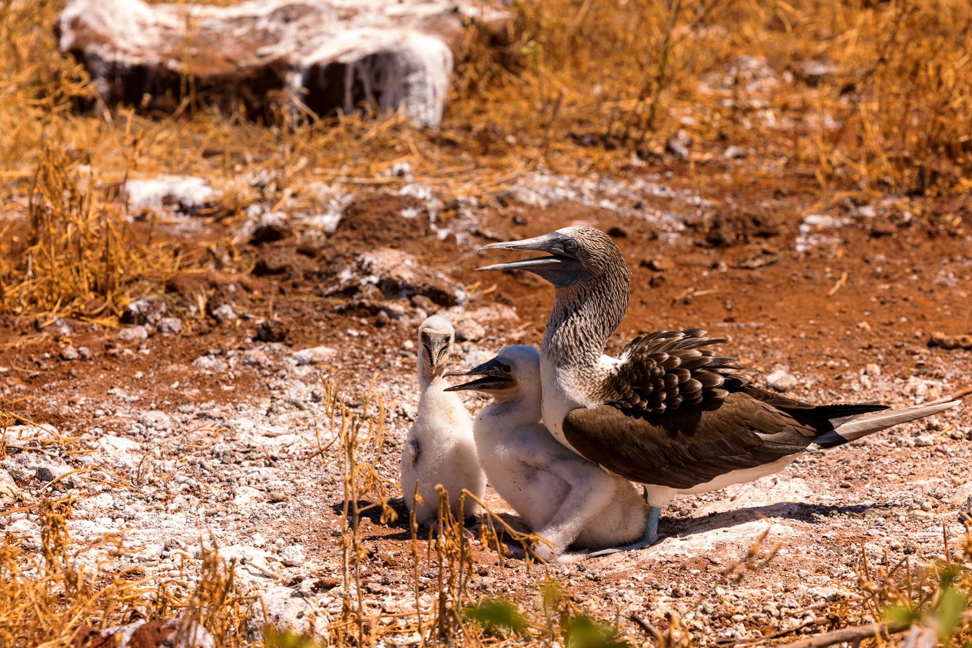 Blue-footed Booby with chicks