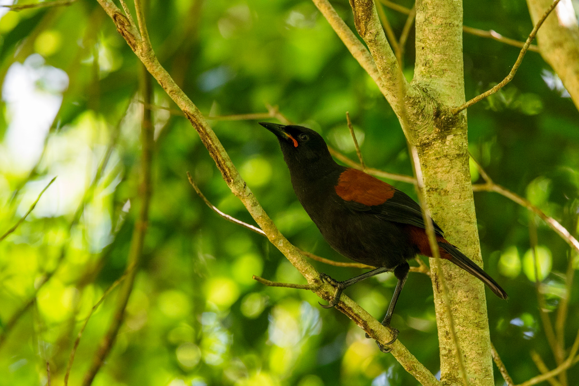 North Island Saddlebird