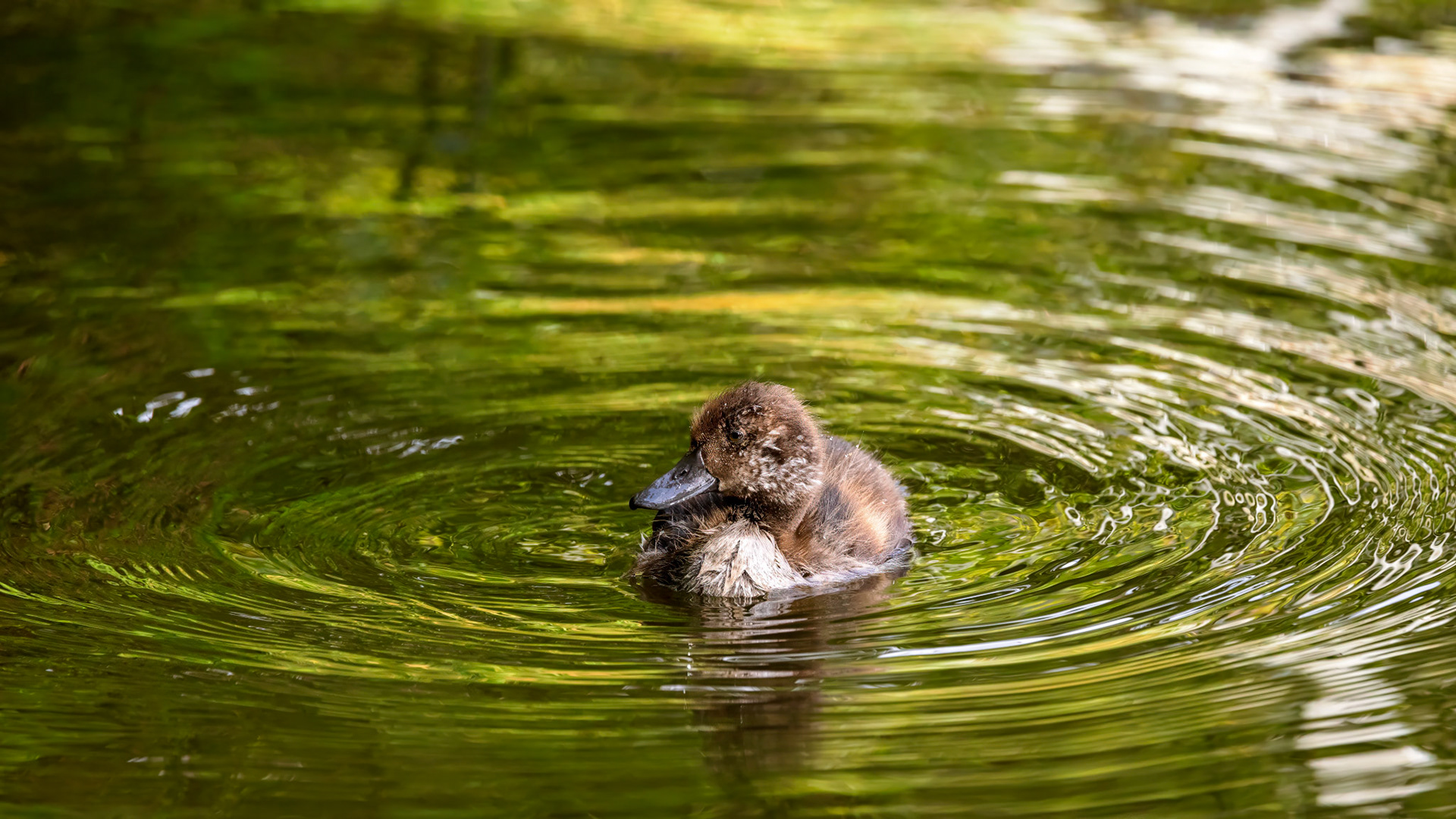 Brown Teal duckling