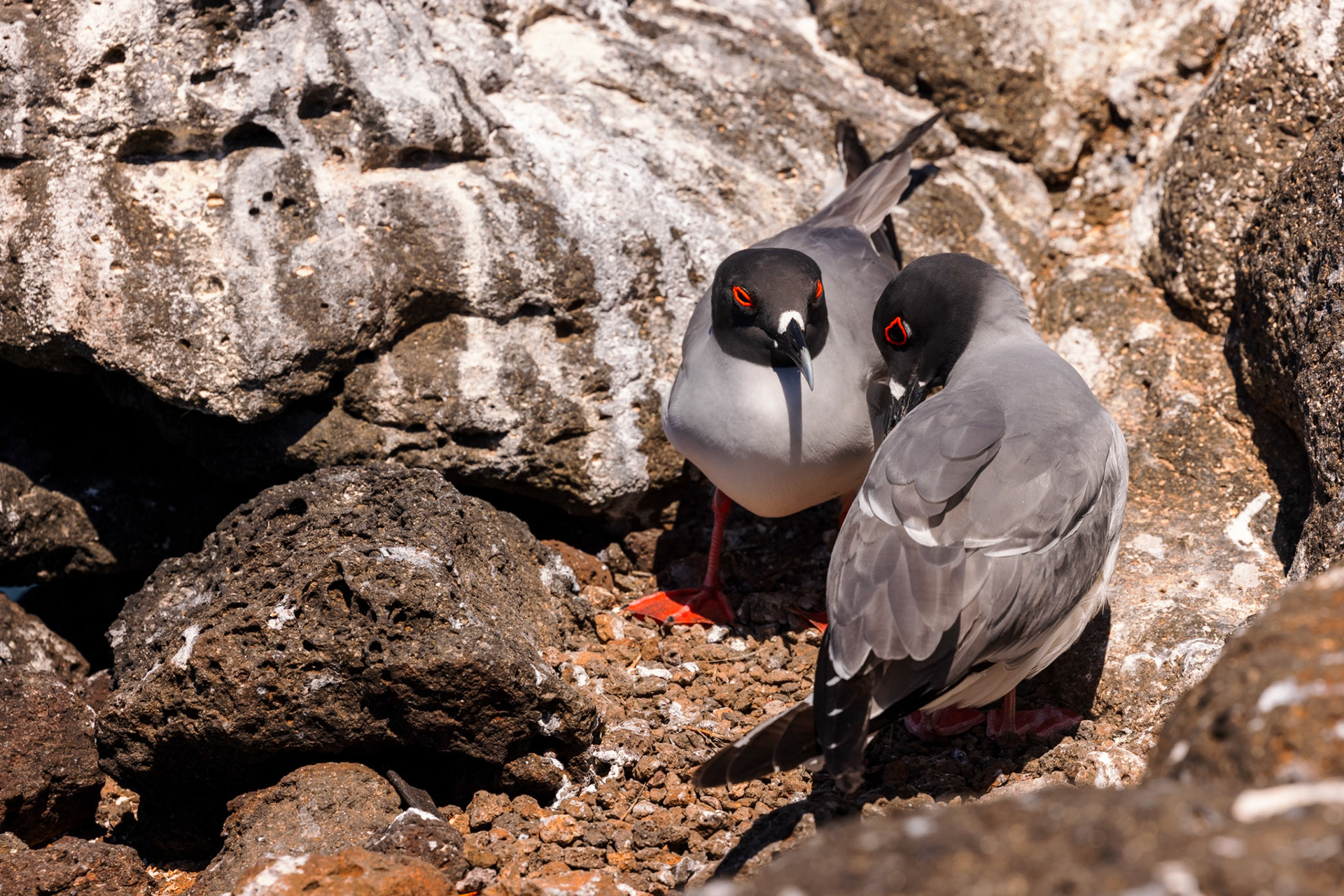 Swallow-tailed Gulls