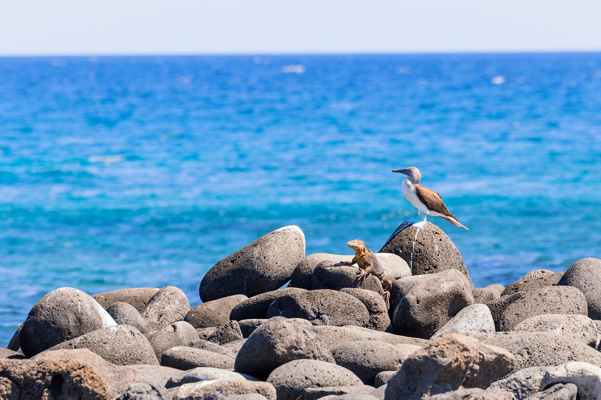 Blue-footed Booby