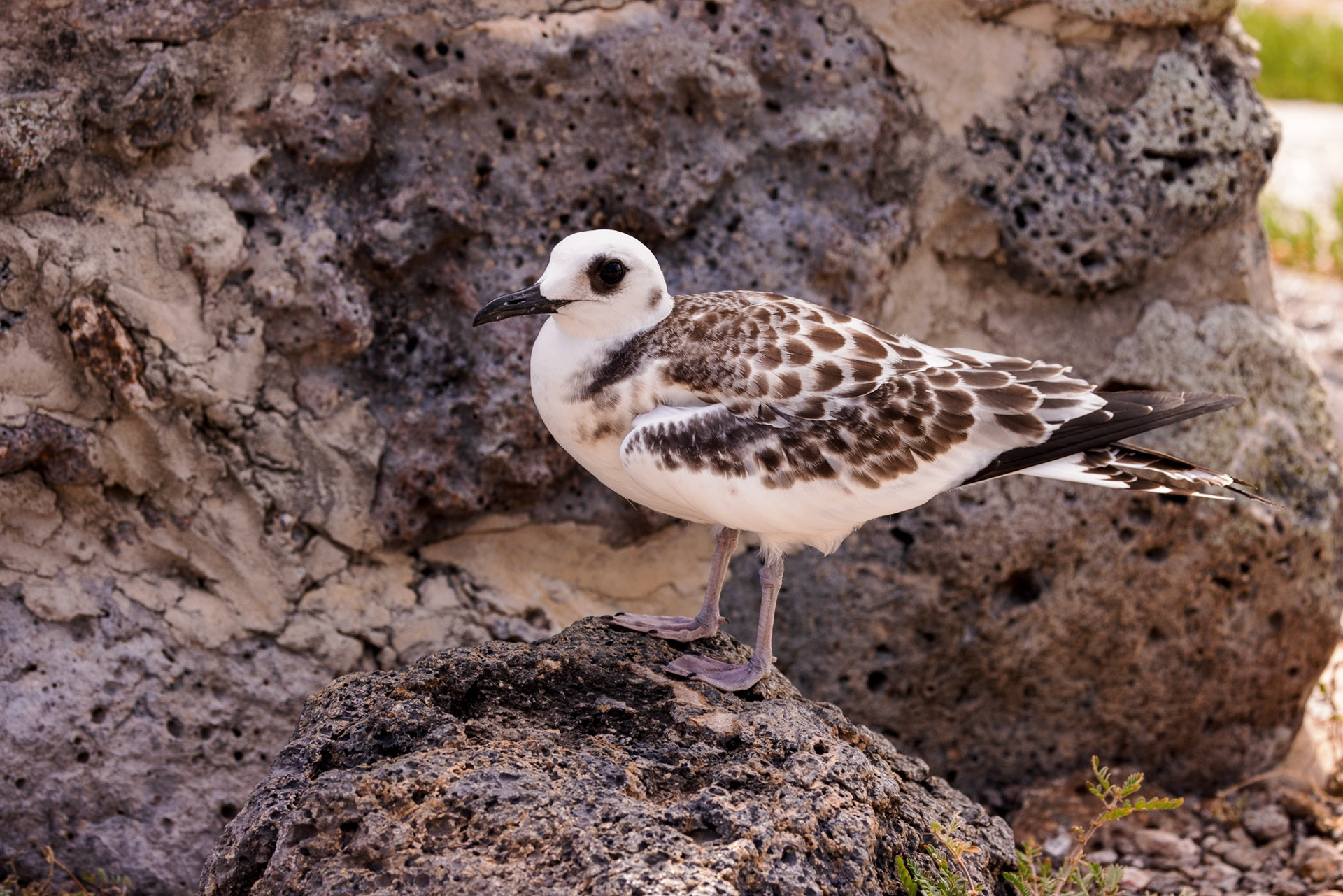 Swallow-tailed Gull (Juvenile)