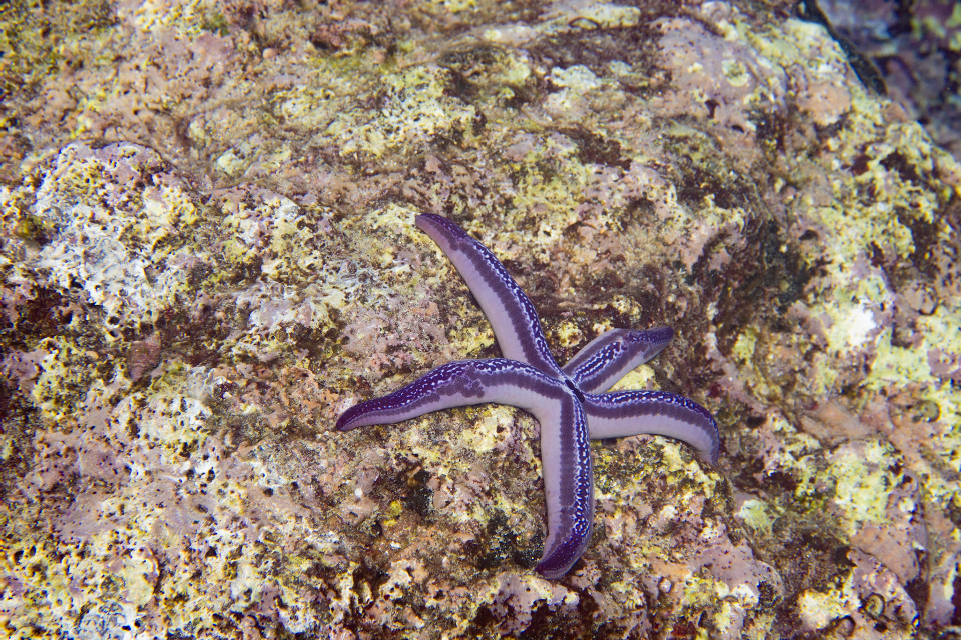 Galapagos Blue Sea Star
