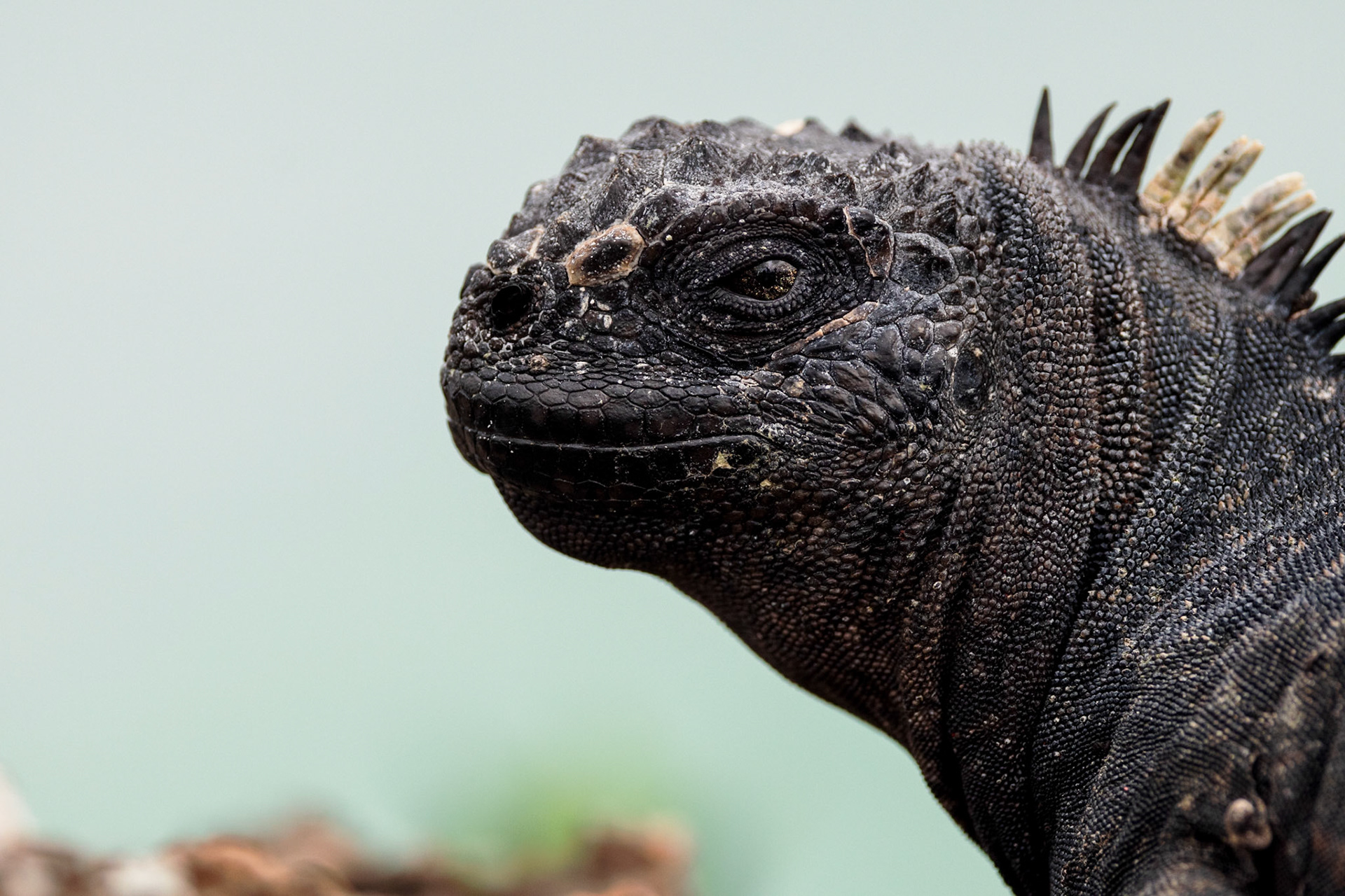 Marine Iguana