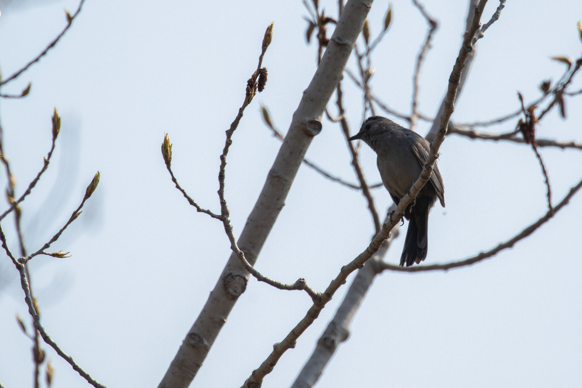 Gray Catbird
