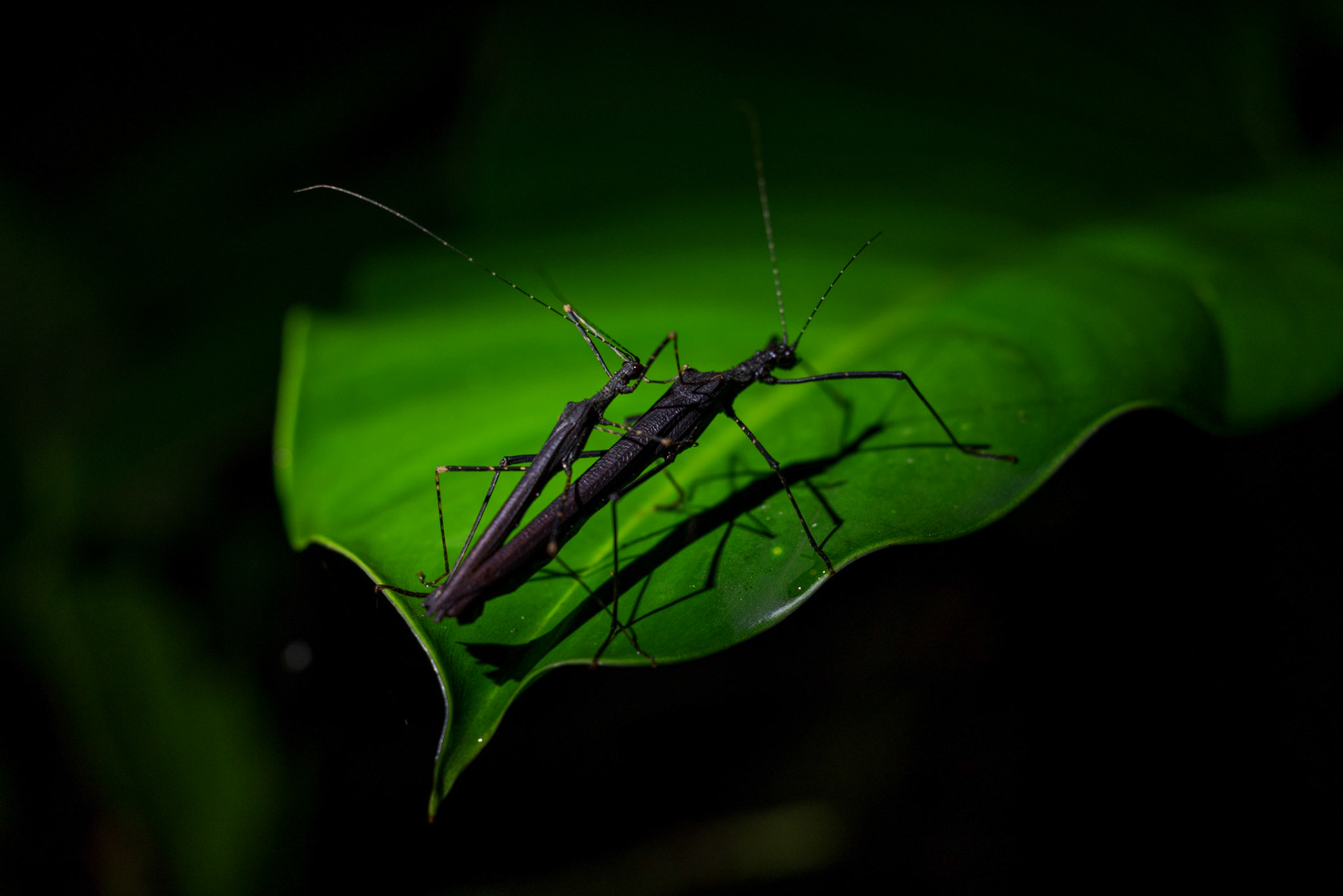 Stick Insects mating