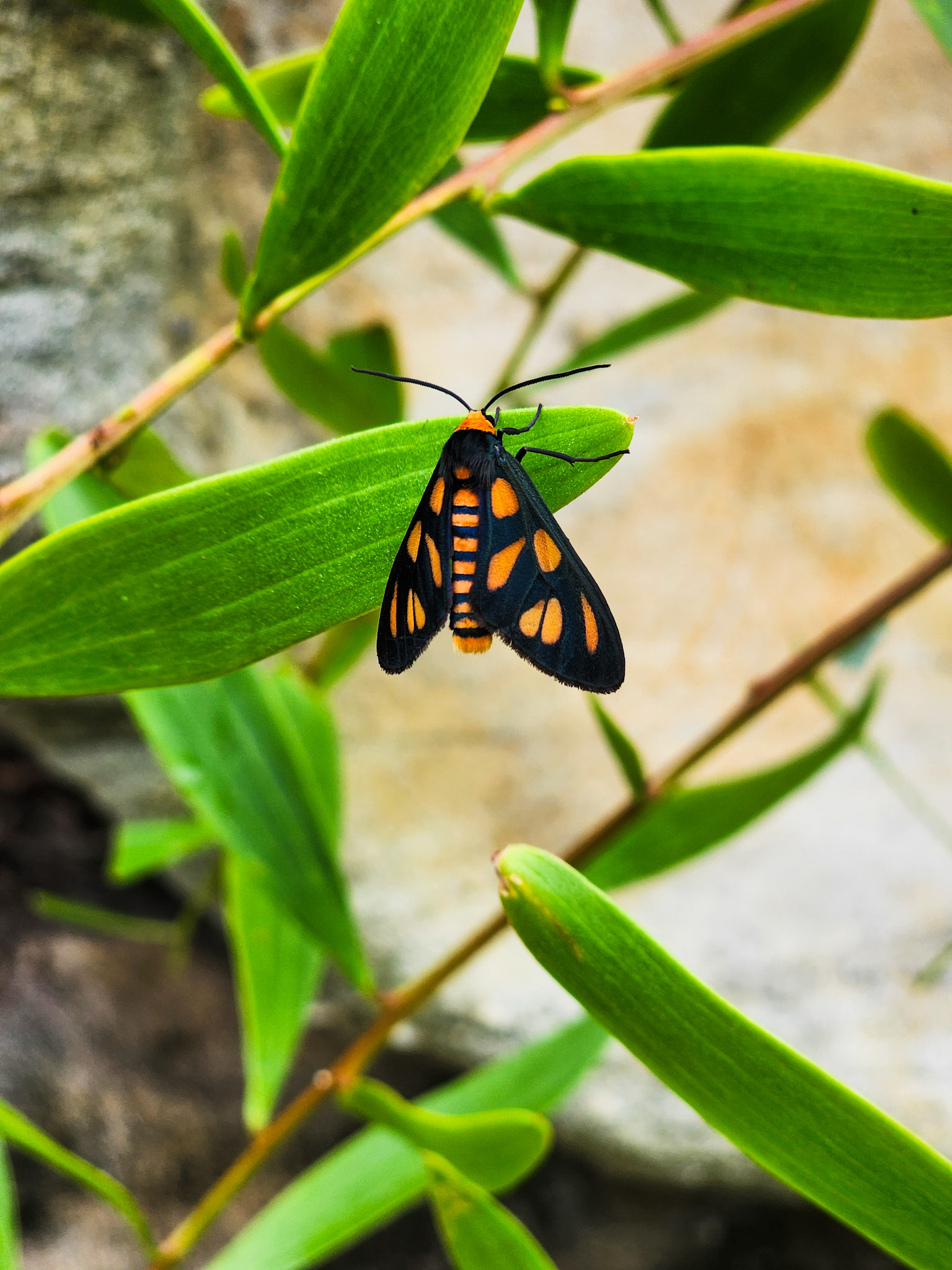 Orange-Spotted Tiger Moth
