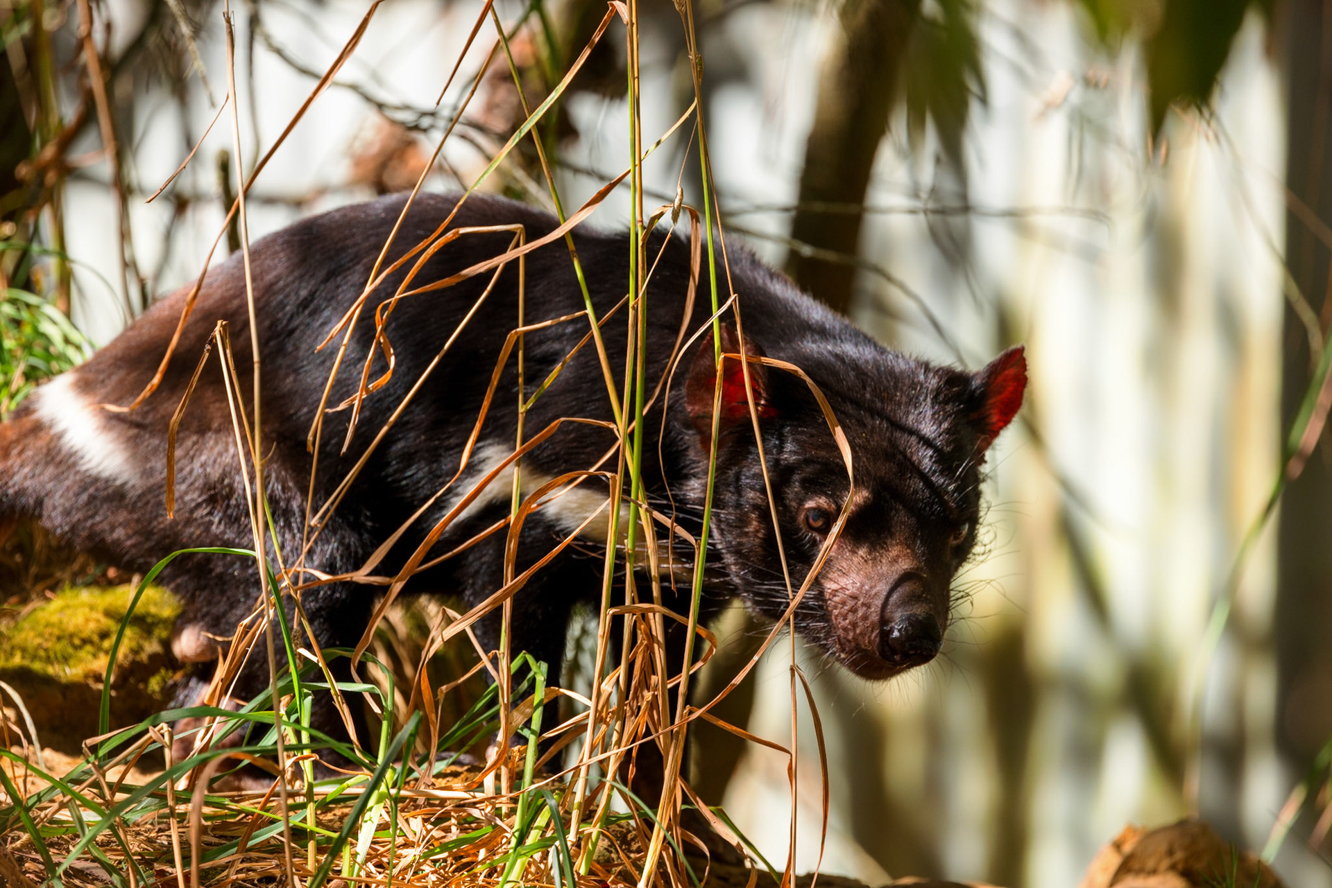 Tasmanian Devil