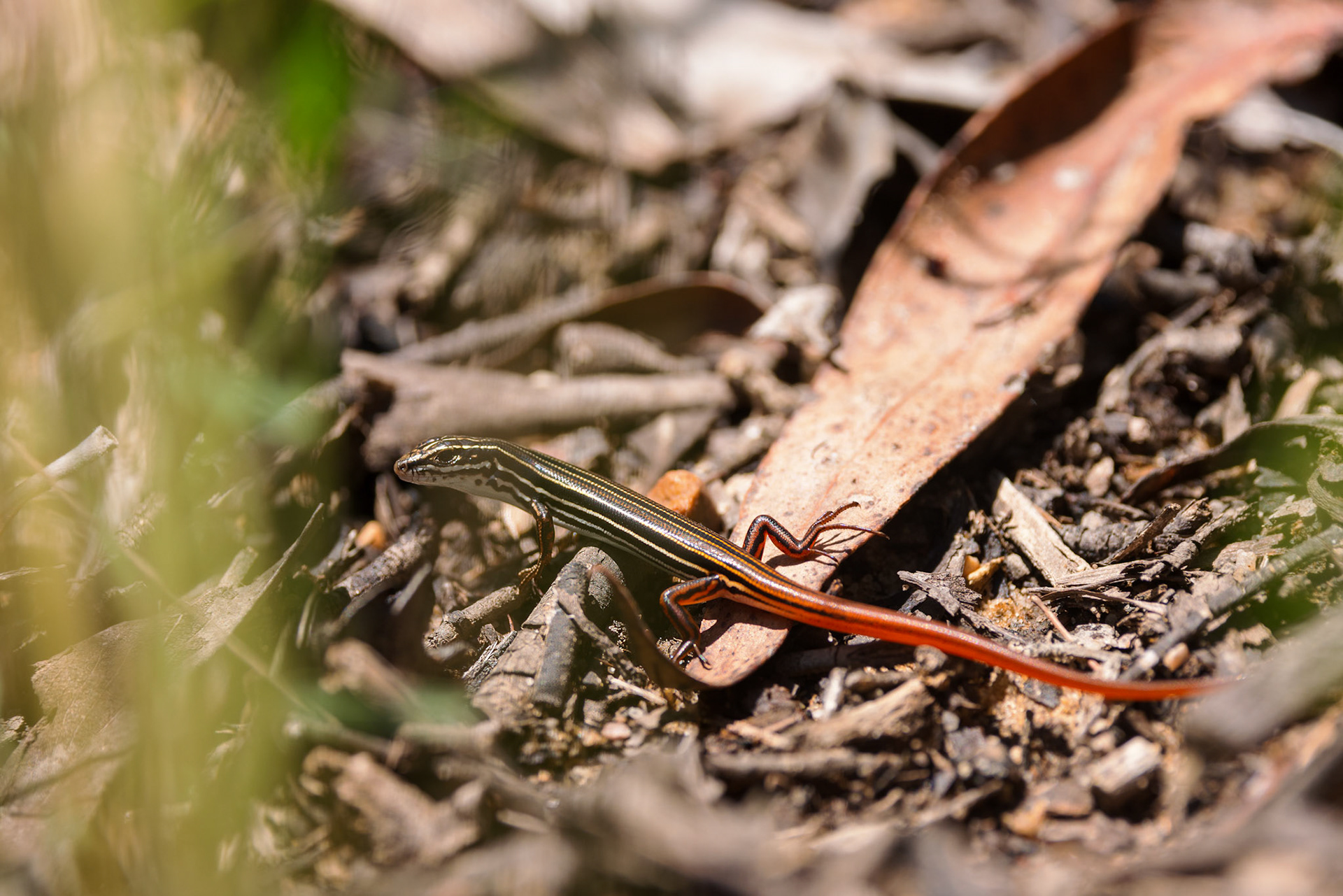 Australian Striped Skink
