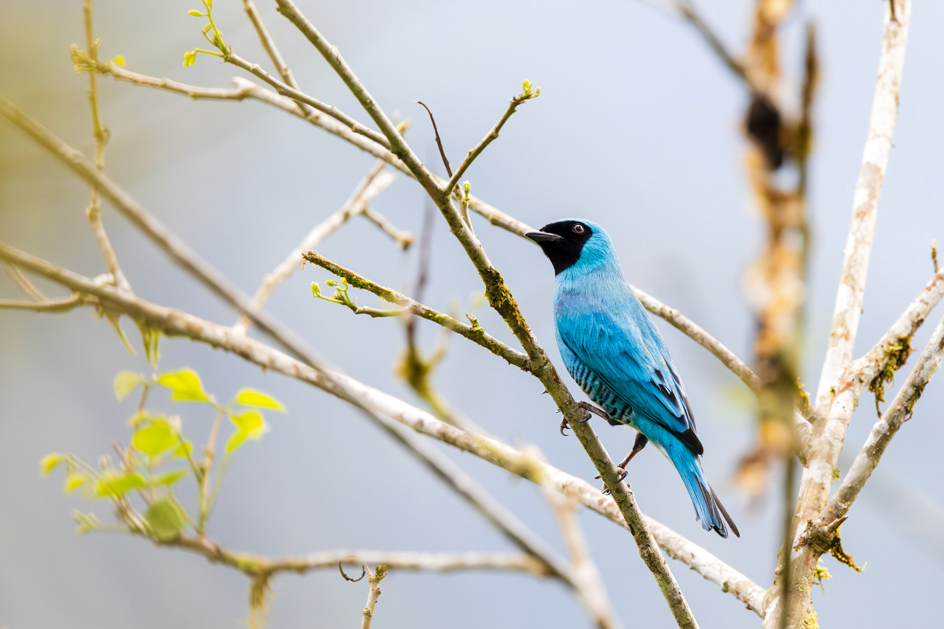 Swallow Tanager