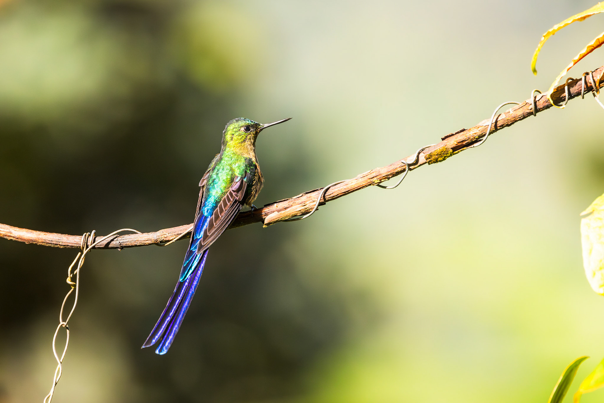 Violet-tailed Sylph