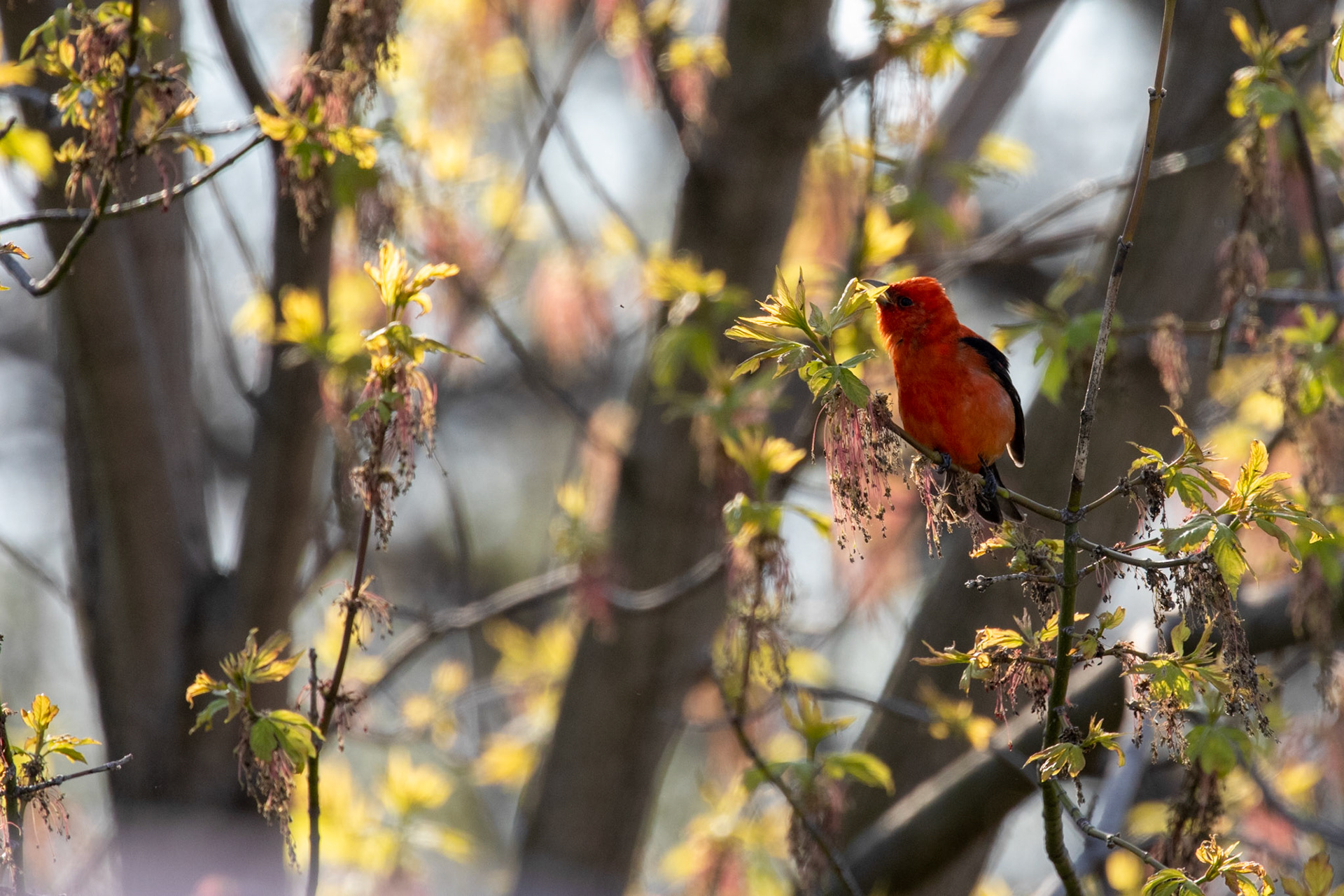 Scarlet Tanager (M)