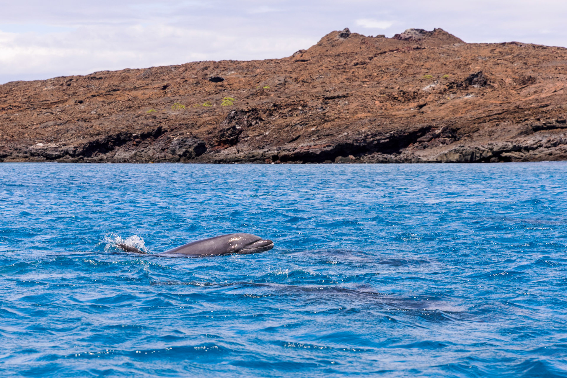 Bottlenosed Dolphins