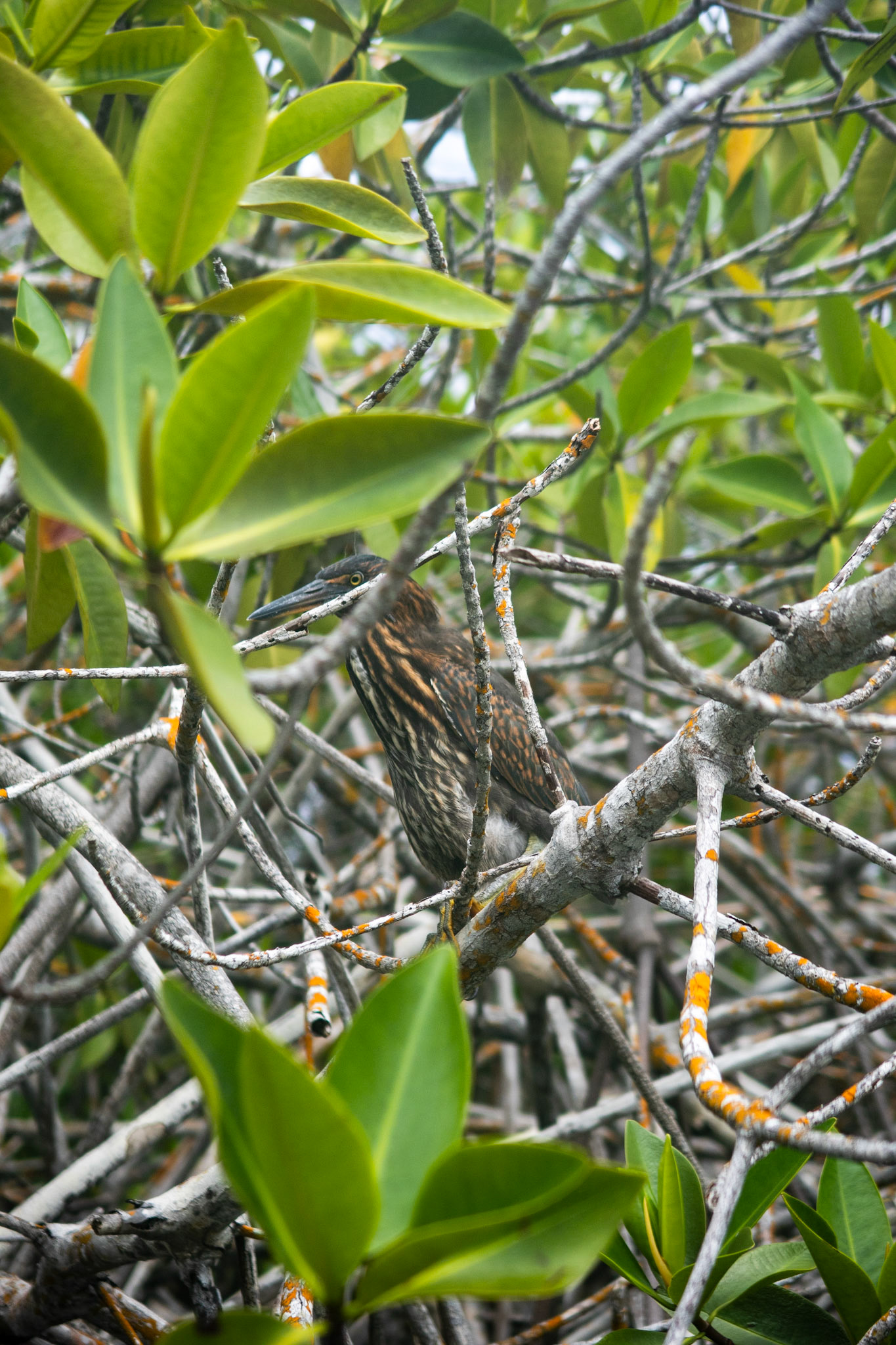 Lava Heron (striped variant)