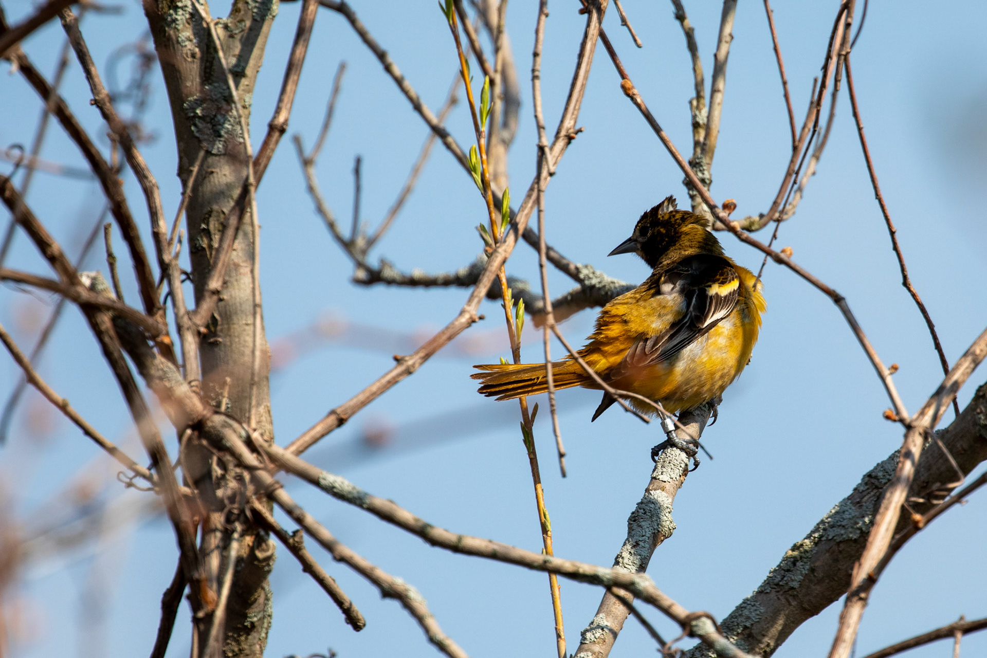 Baltimore Oriole (F)