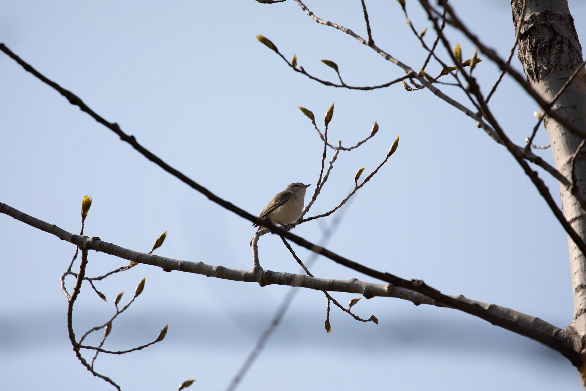 Philadelphia Vireo