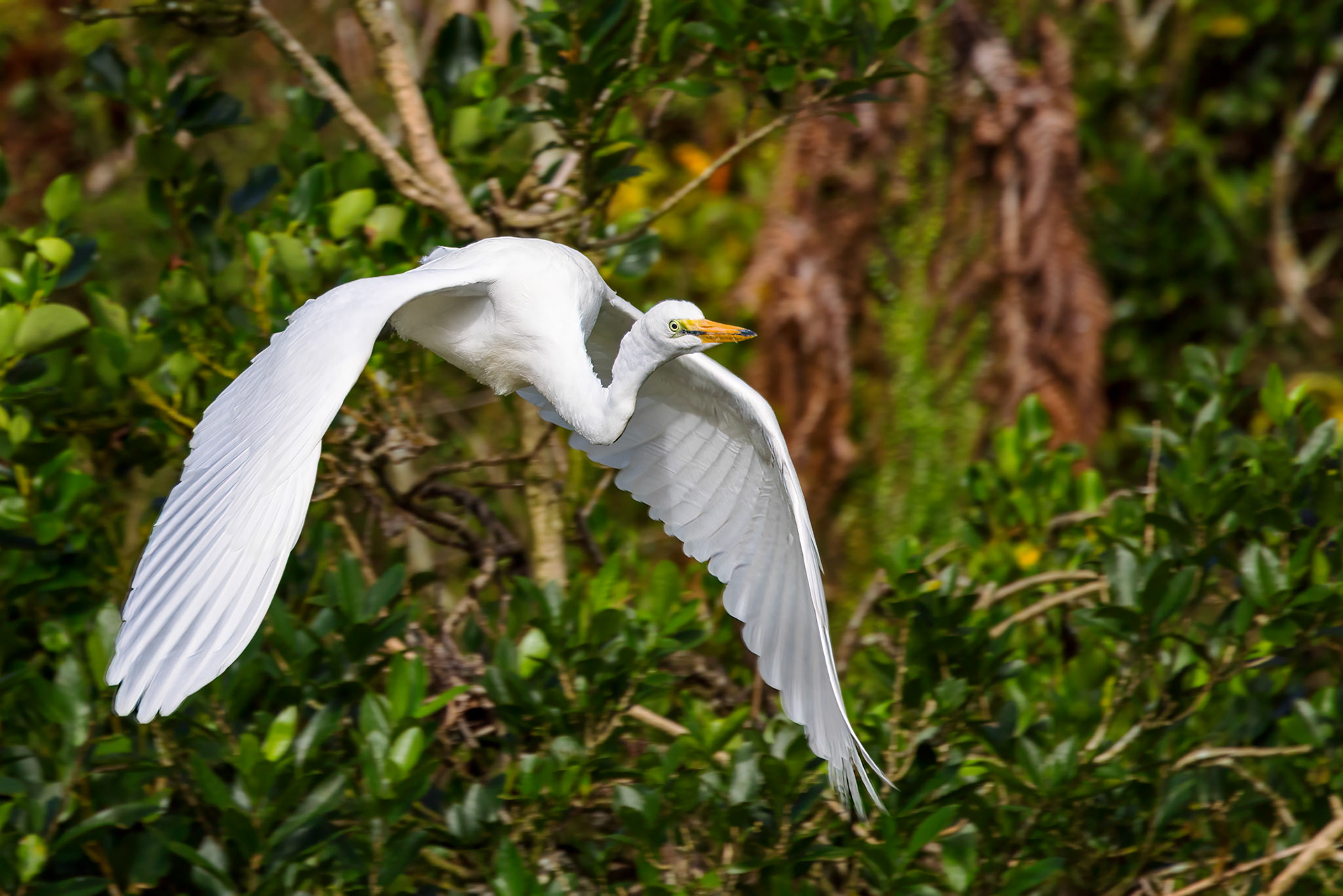 Eastern Great Egret (Immature)