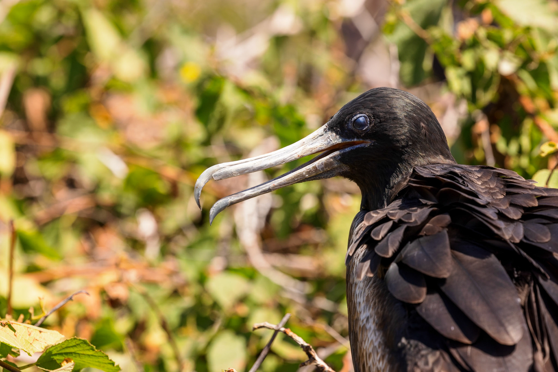 Frigatebird (juvenile)