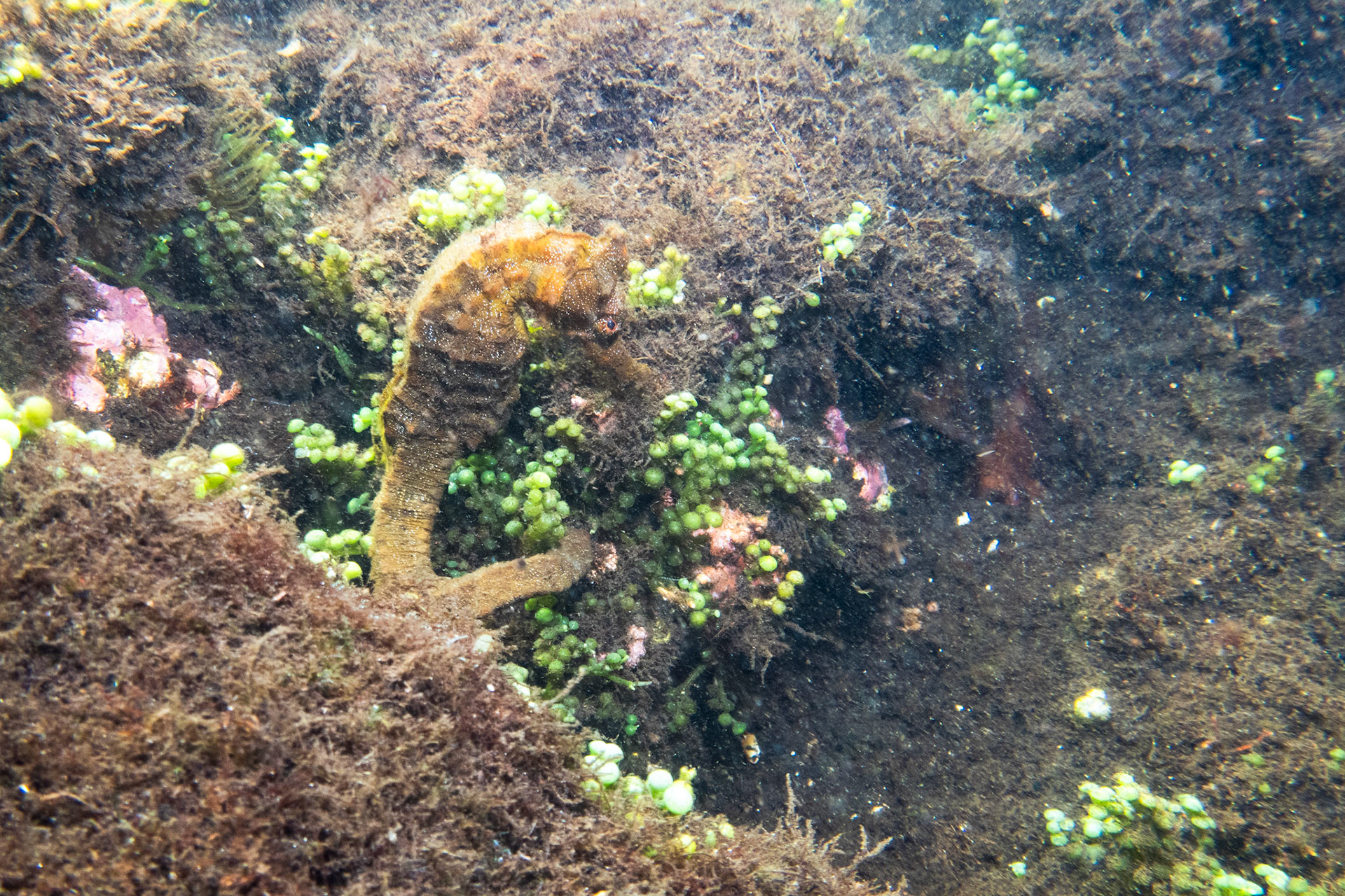 Sea Horse