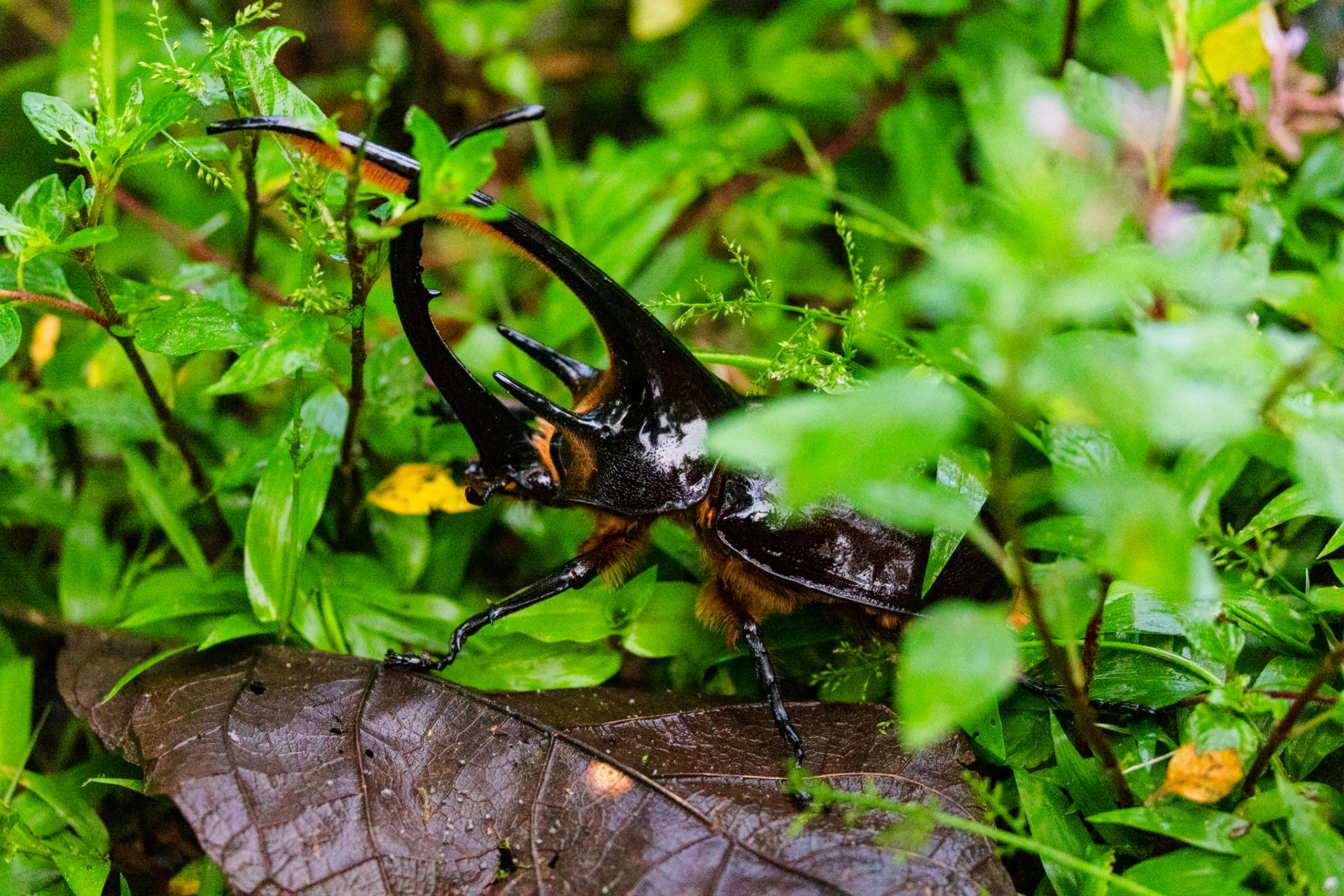Hercules beetle