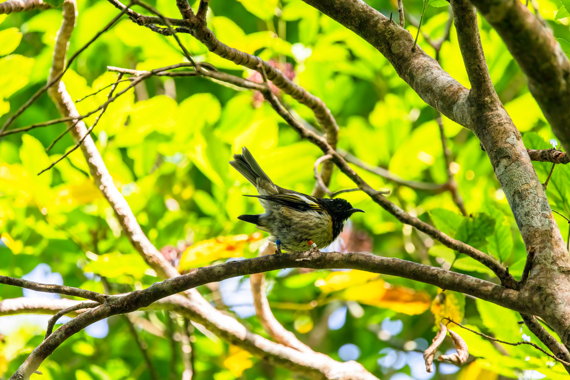 Stitchbird