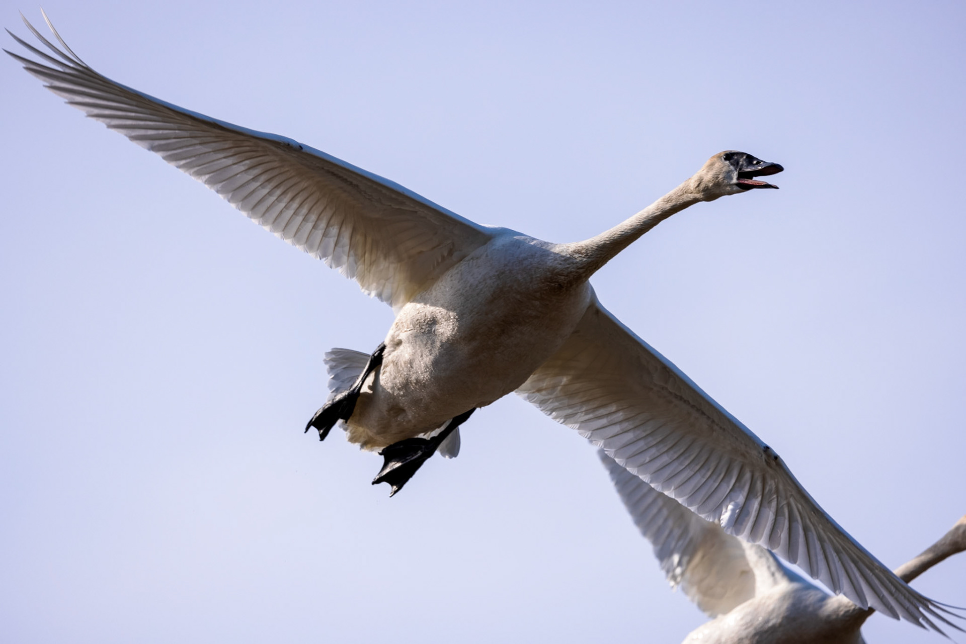 Trumpeter Swan