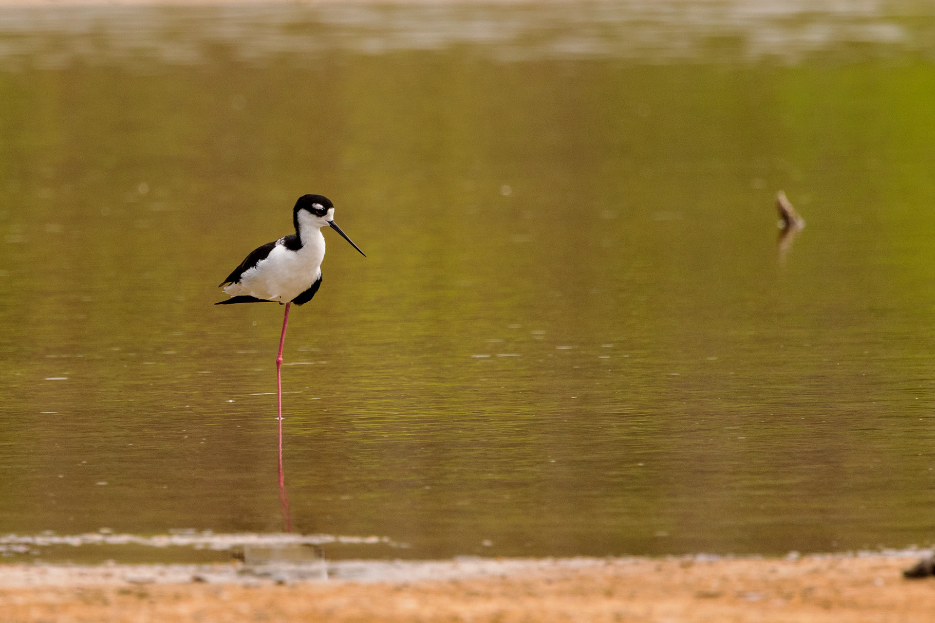 Black-necked Stilt