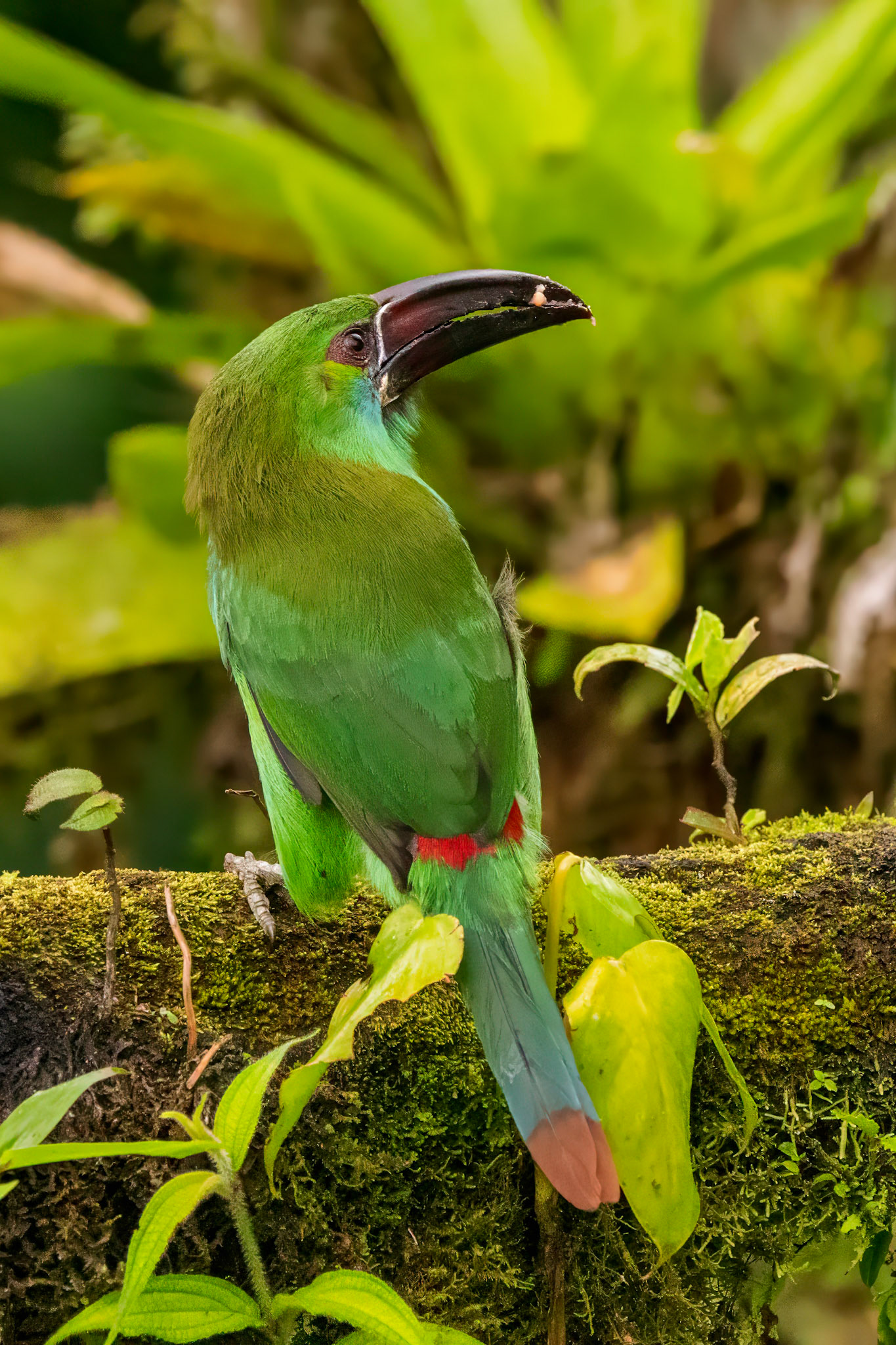 Crimson-rumped Toucanet