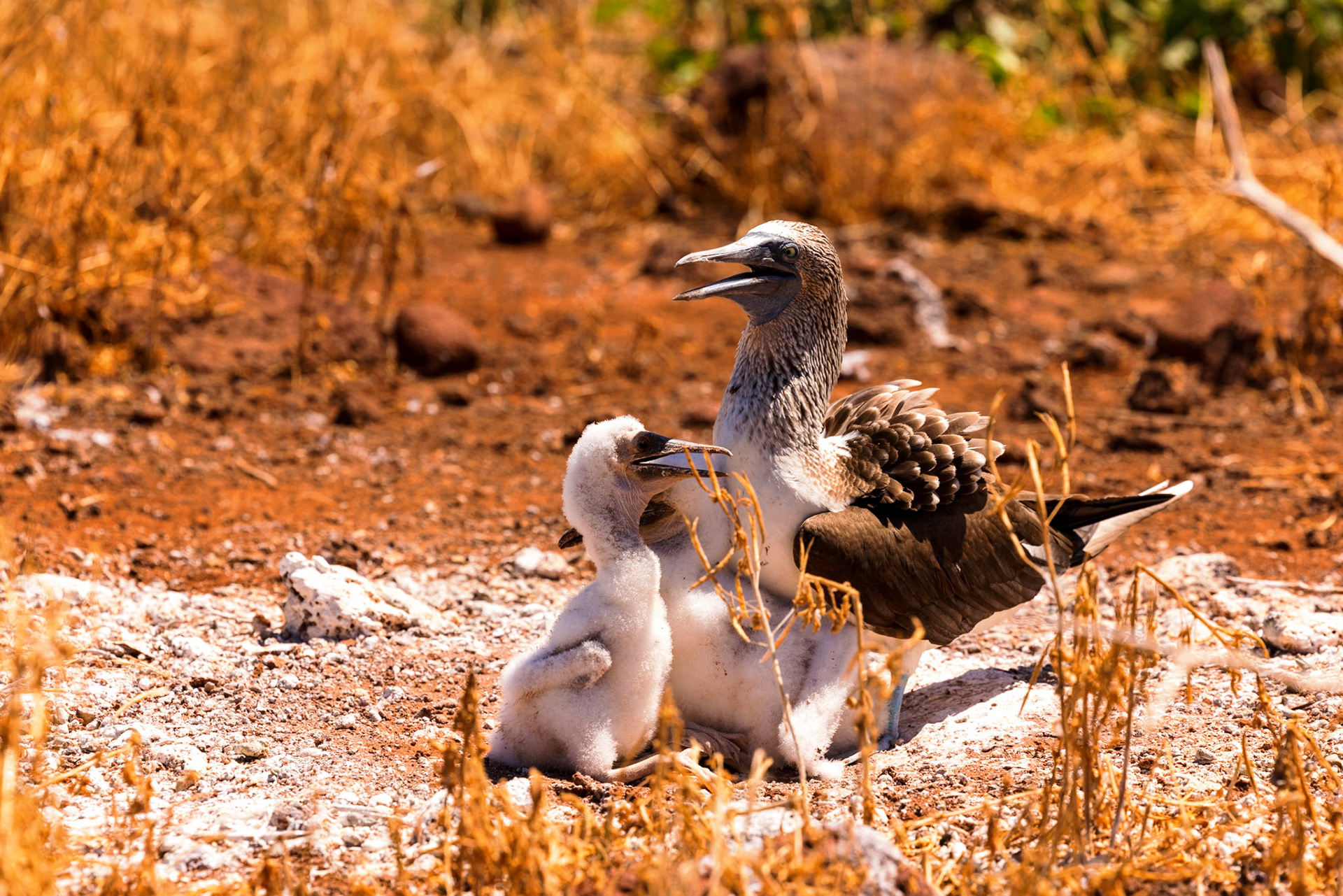 Blue-footed Booby with chicks